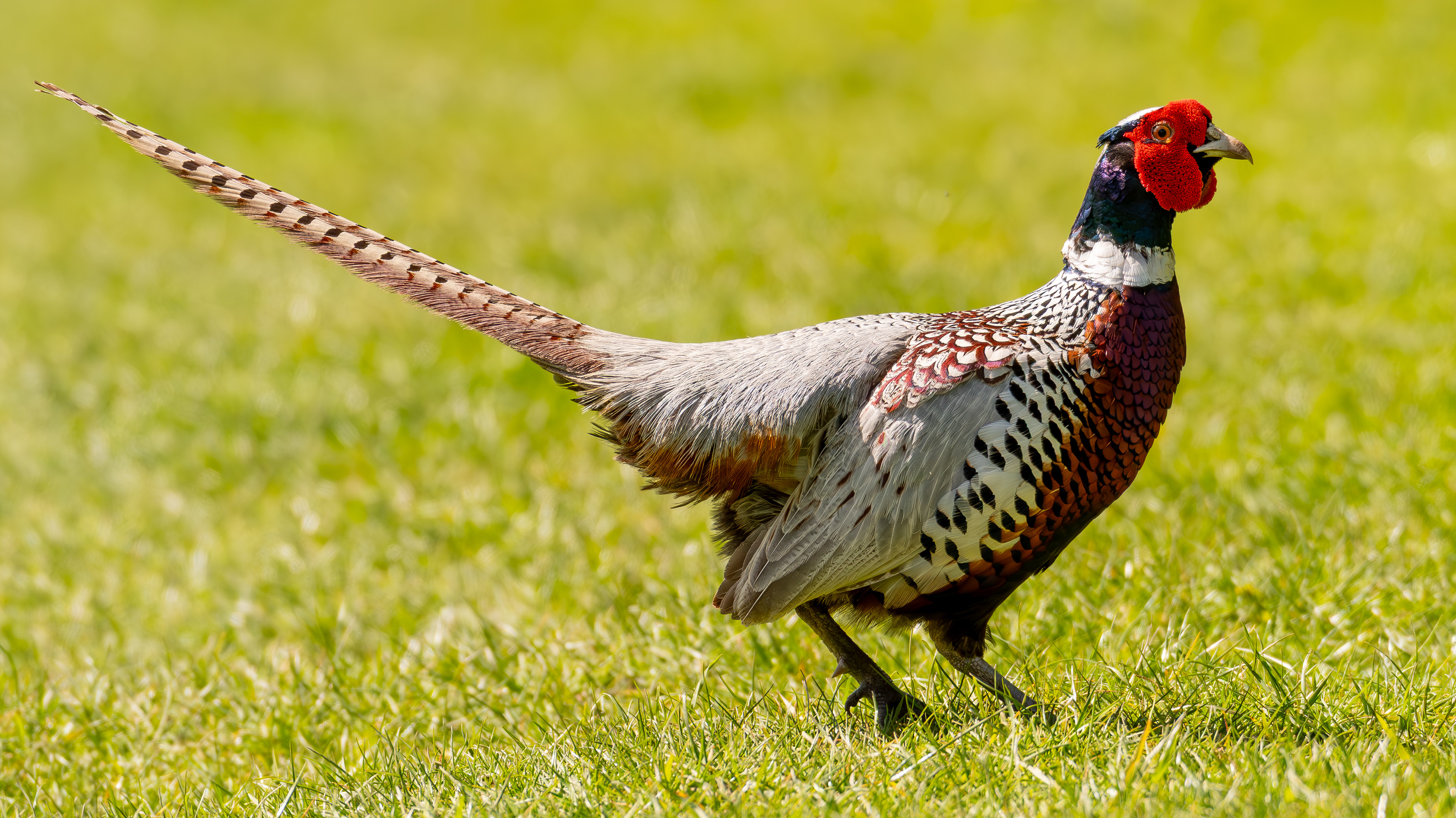 Pheasant