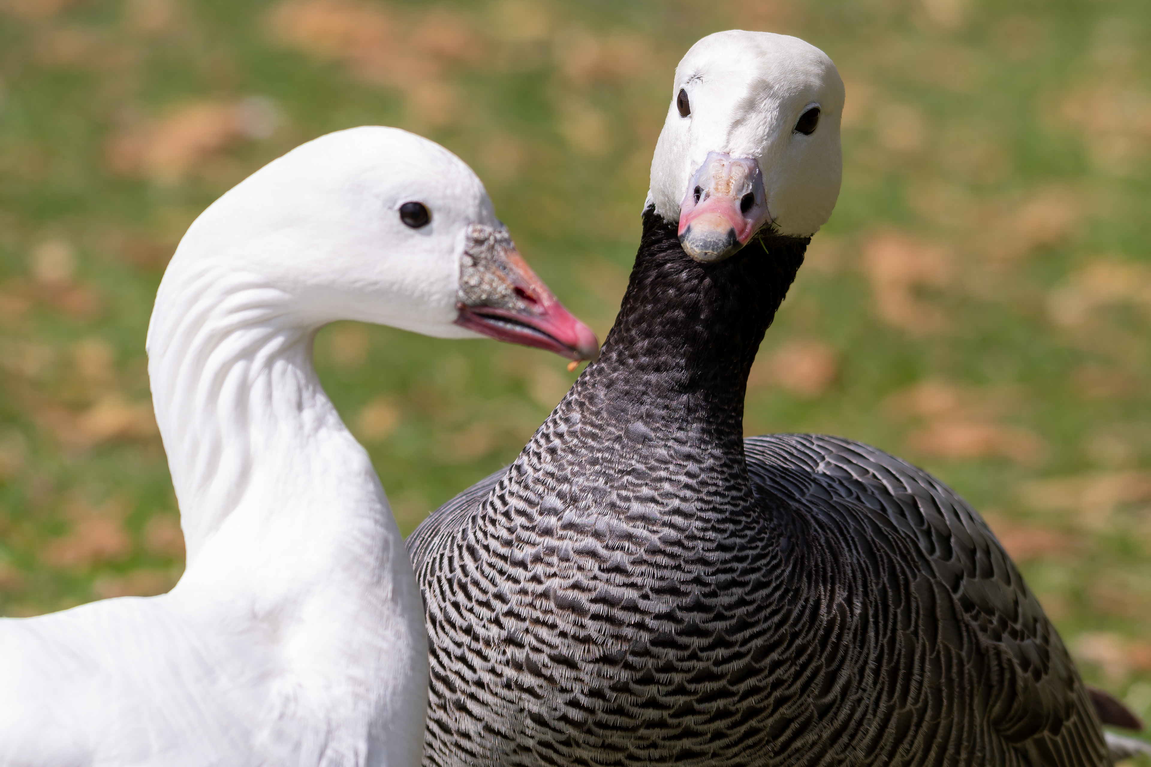 Ross's Goose & Emperor Goose