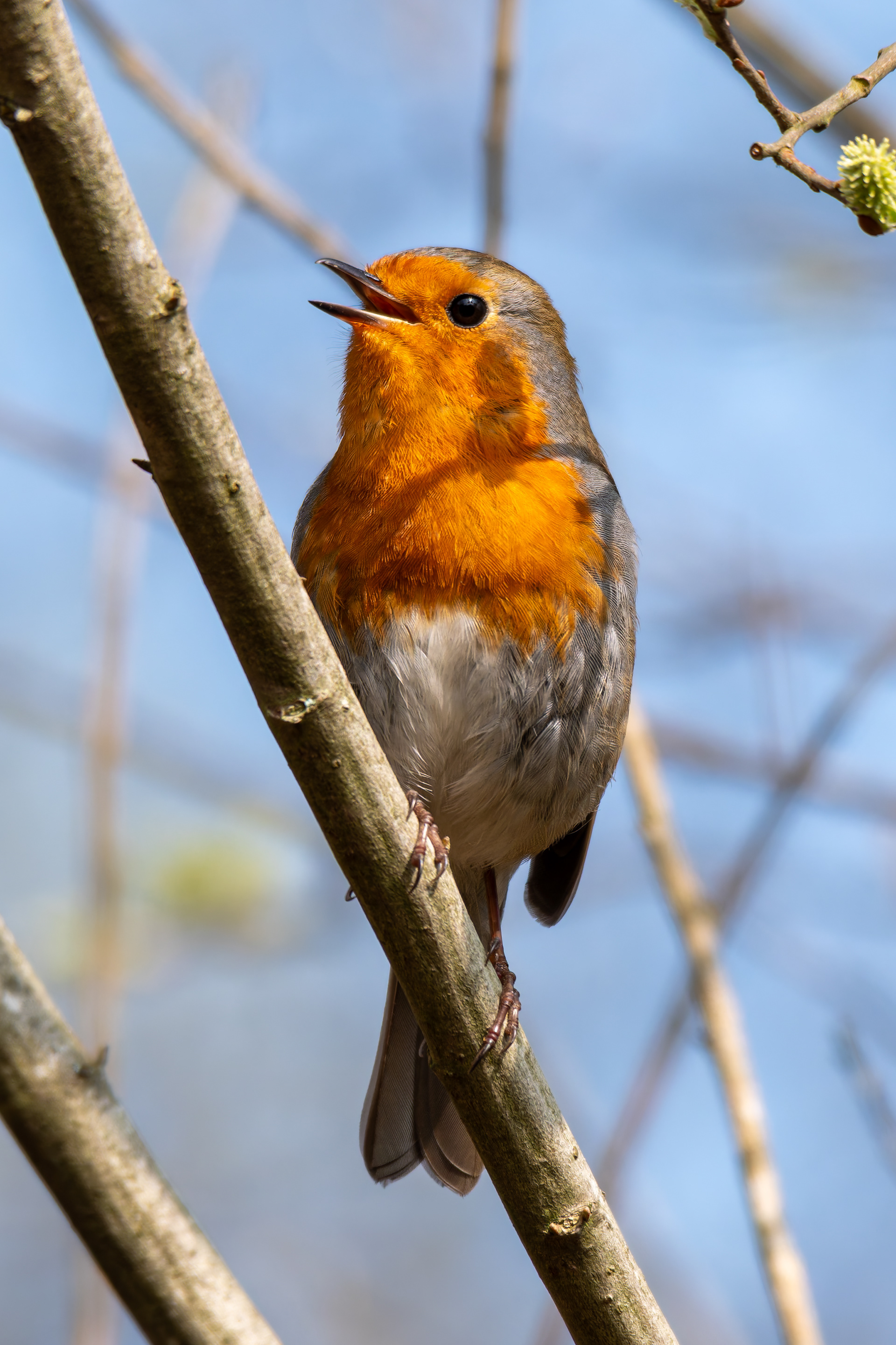 Robin