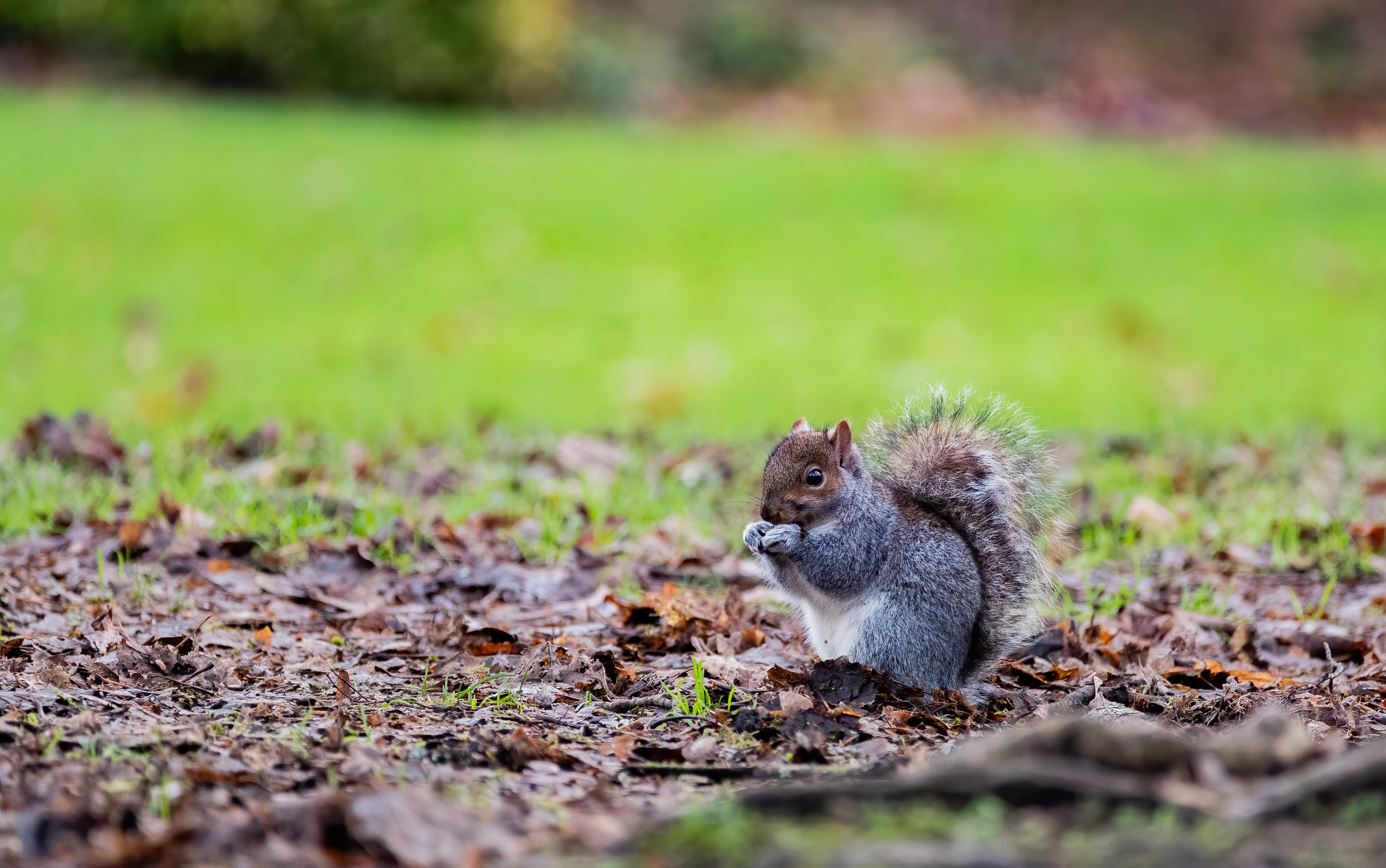 Grey Squirrel