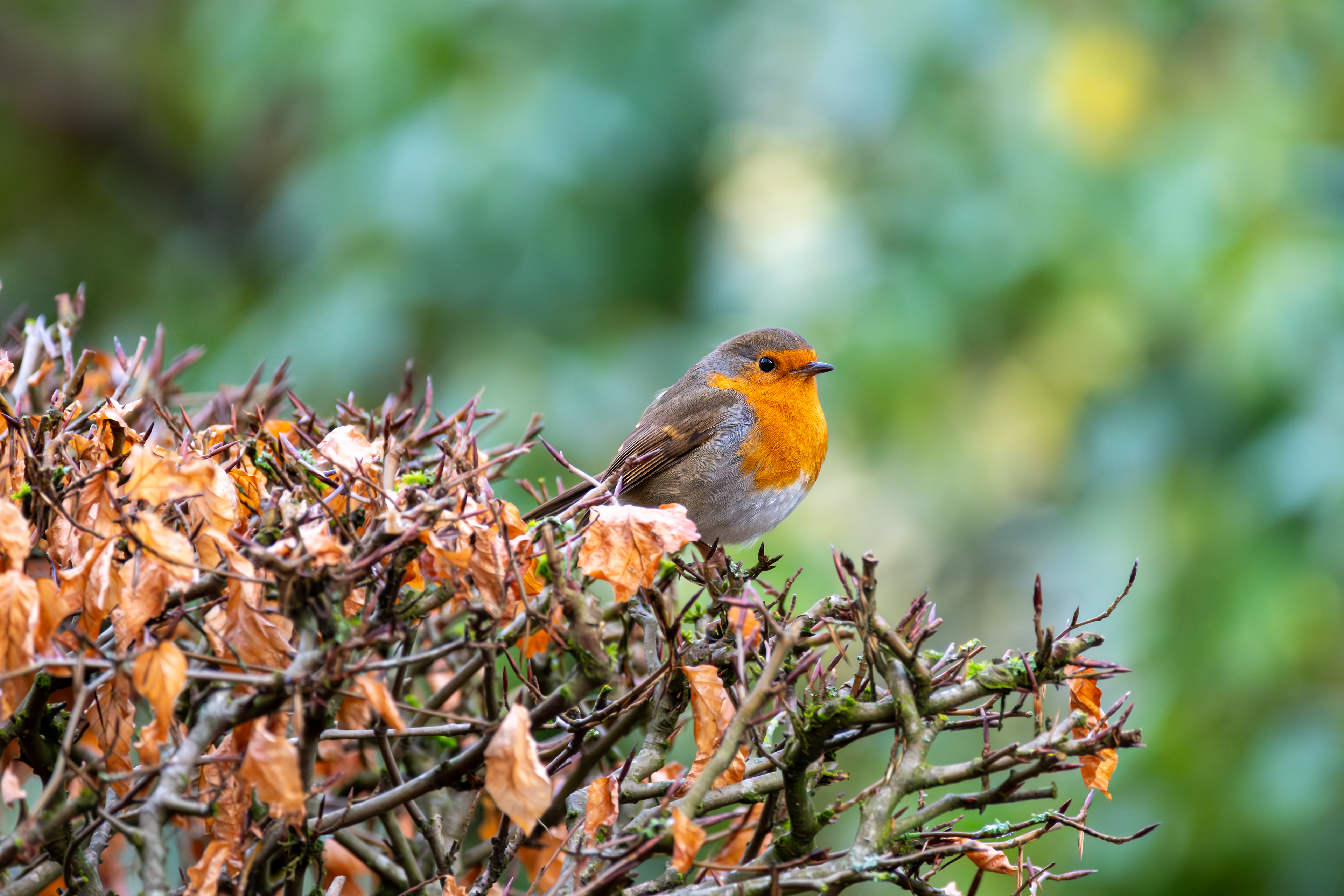 Robin