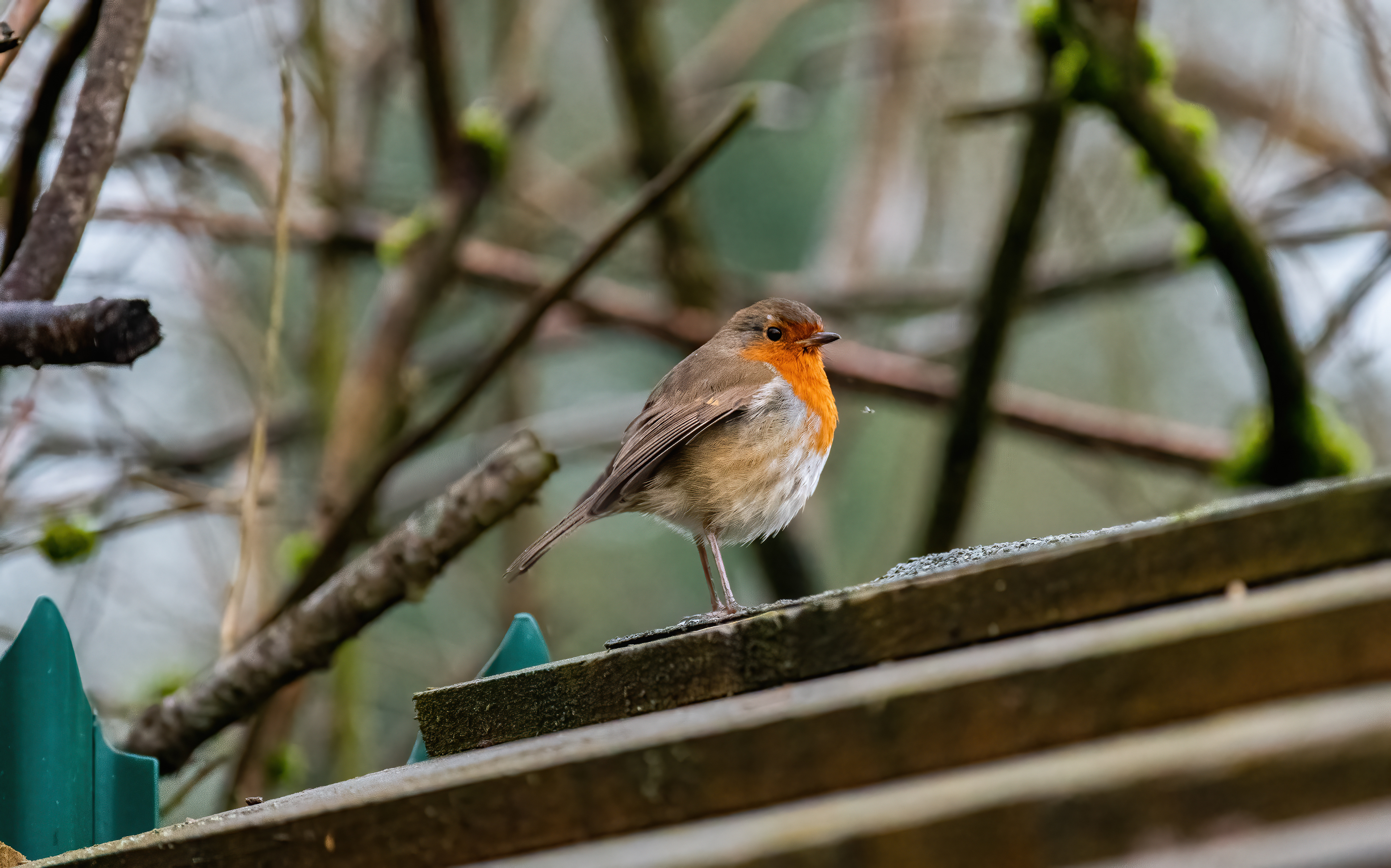 Robin