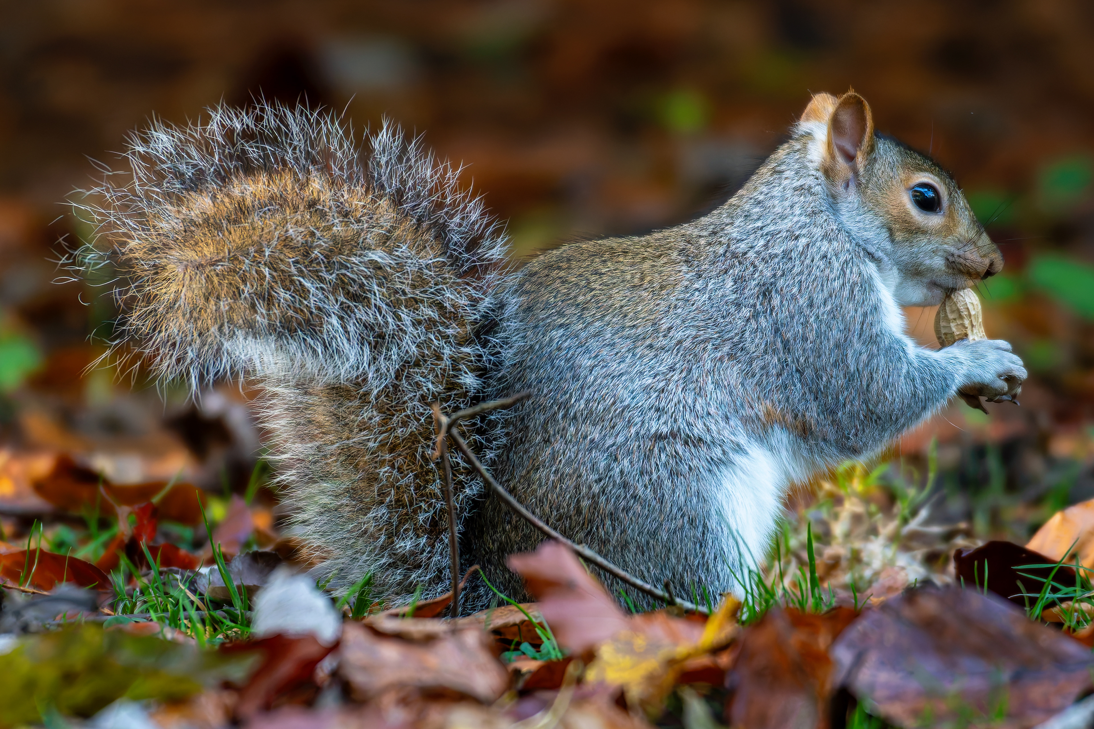 Grey Squirrel