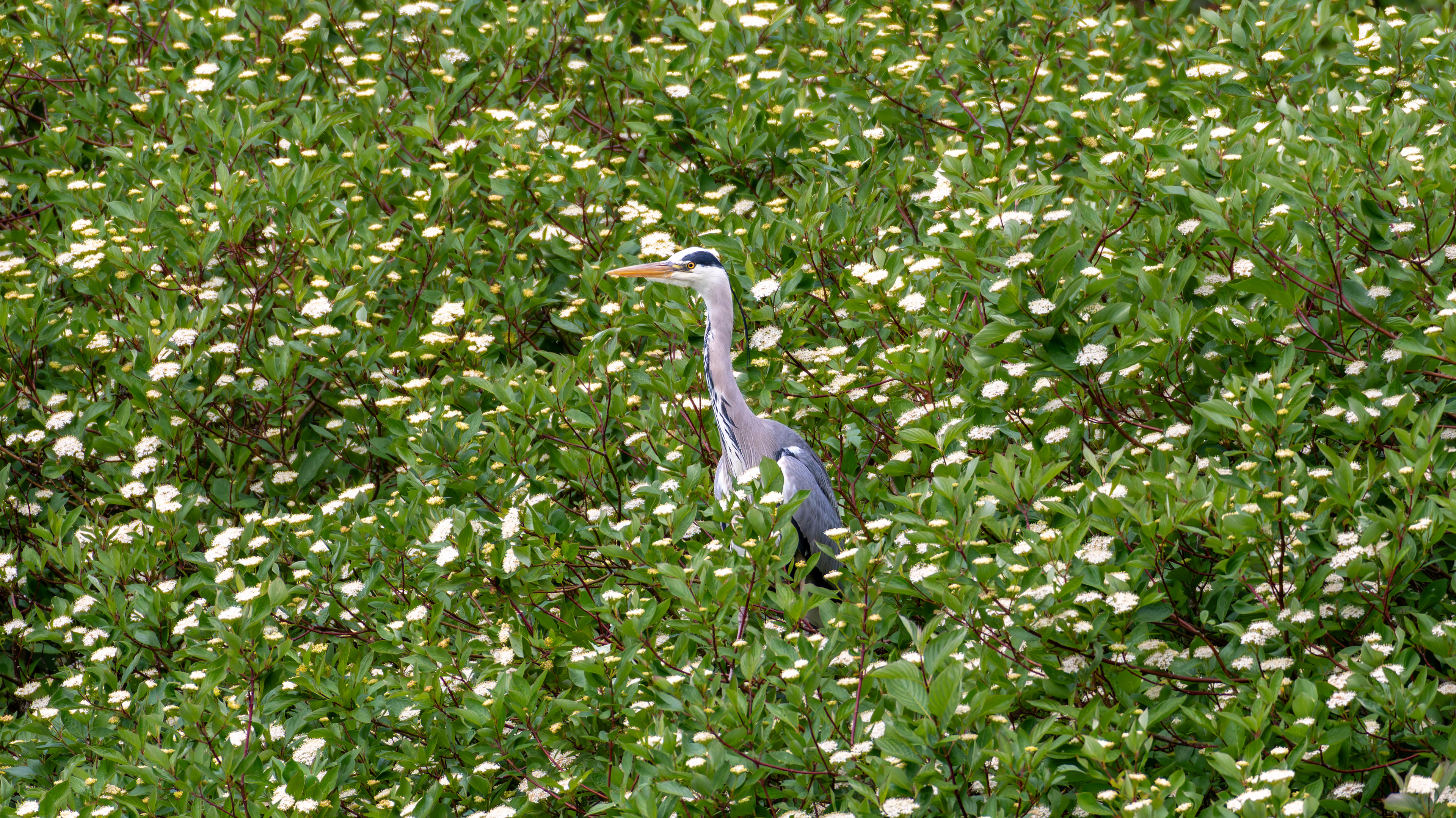 Grey Heron