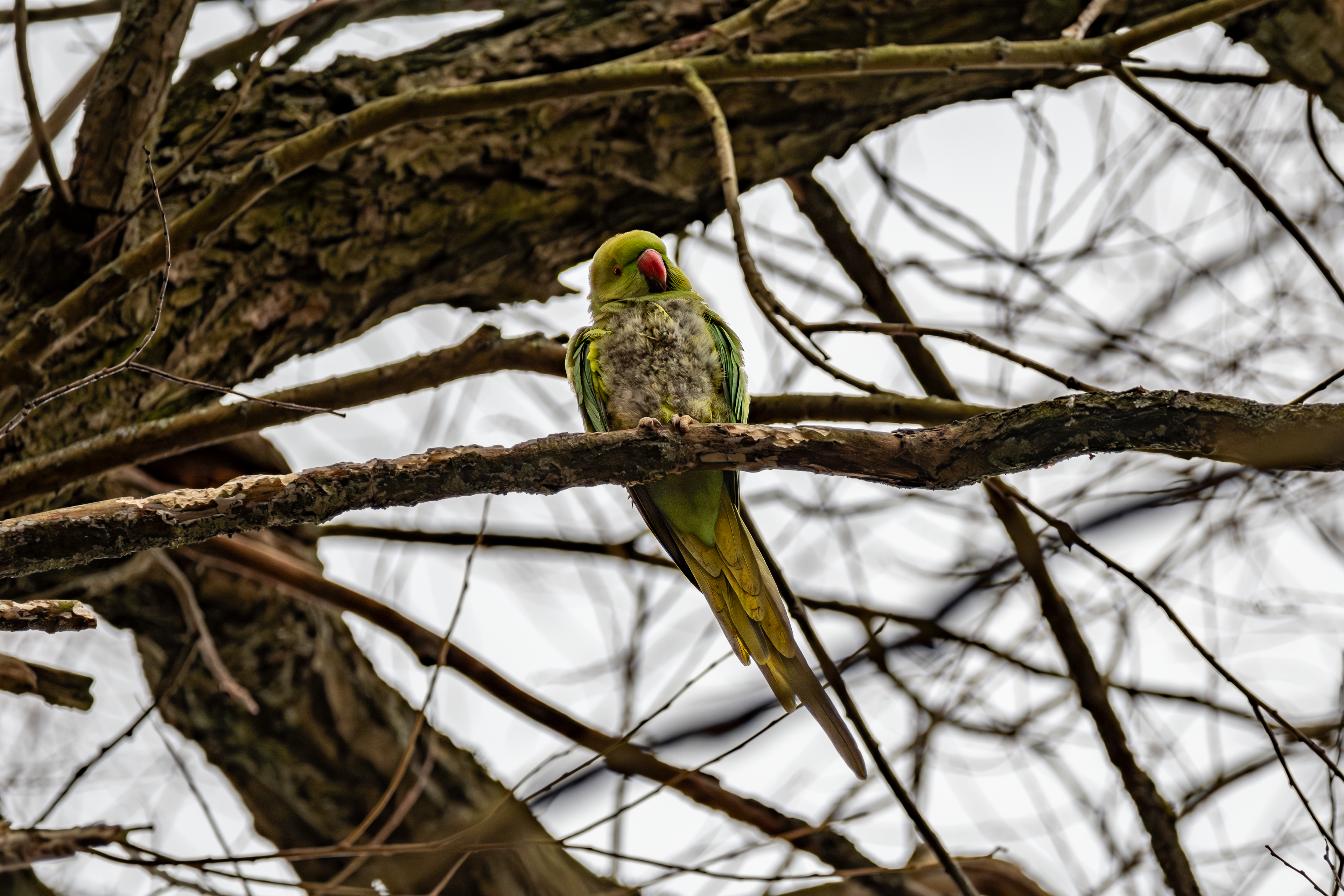 Ring-Necked Parakeet