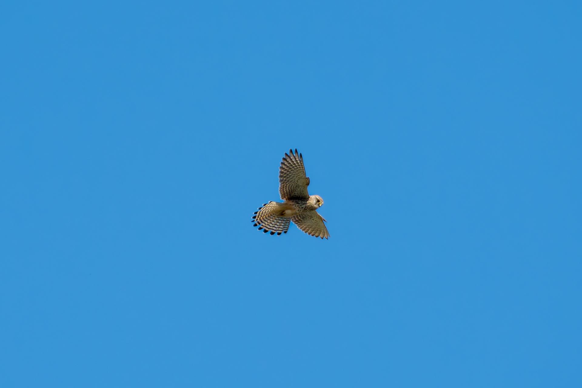Kestrel