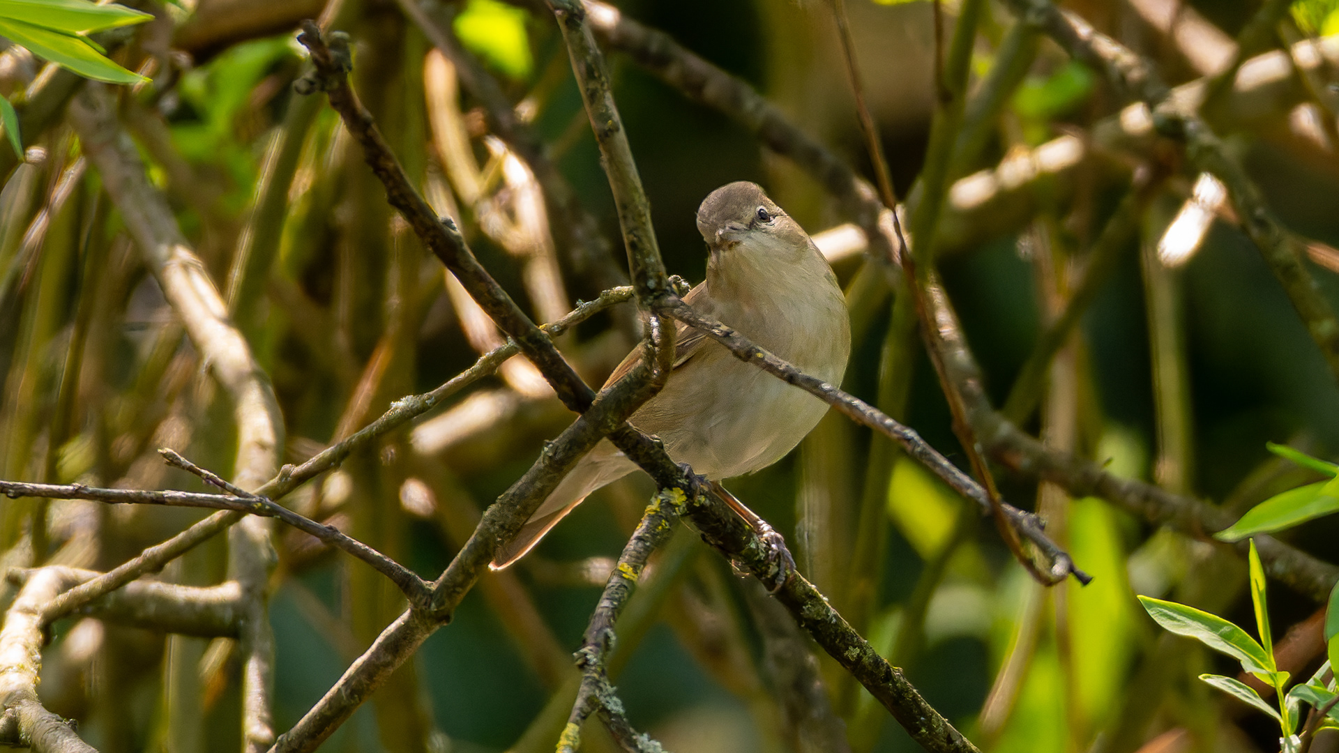 Blackcap