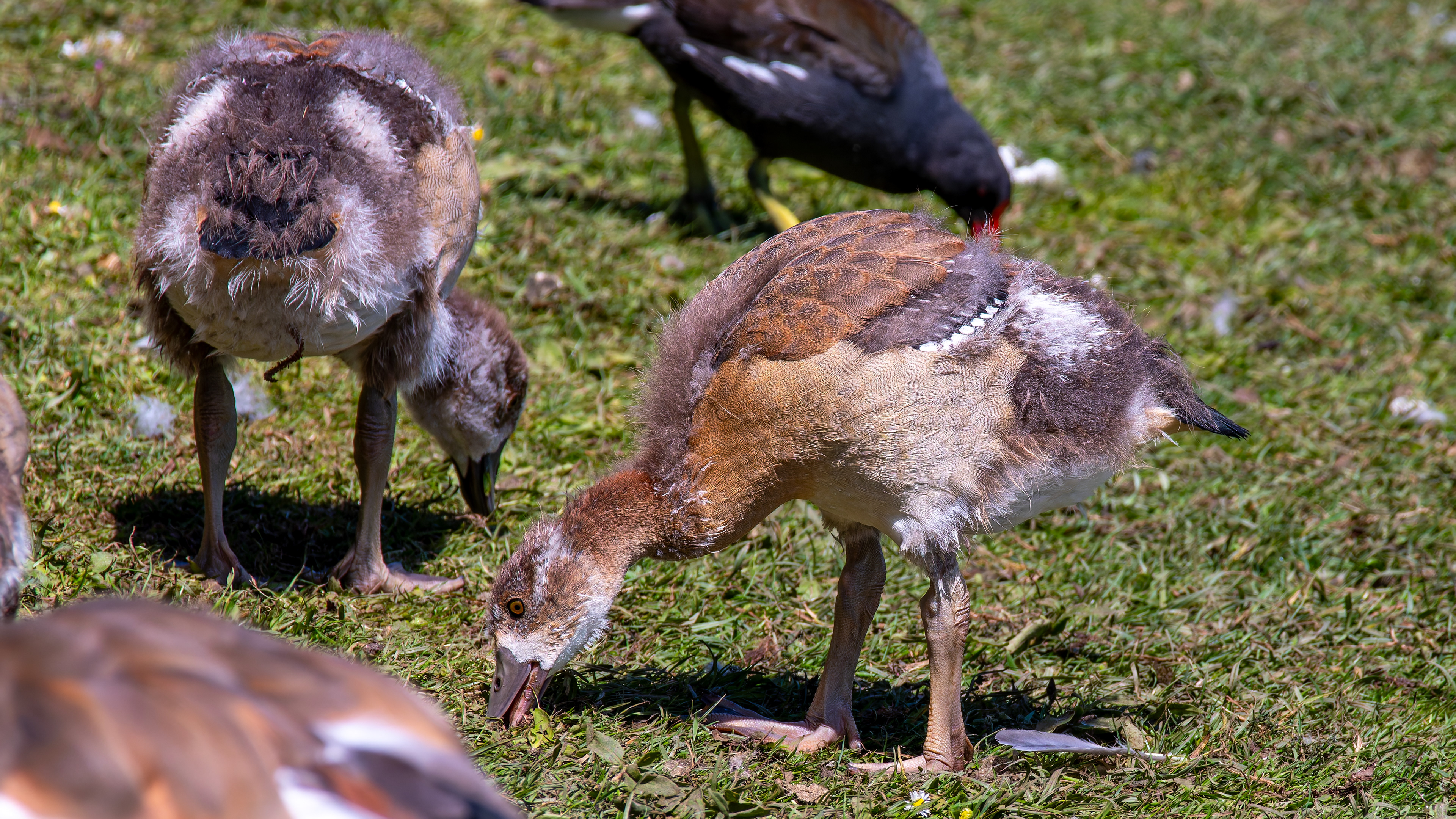Egyptian Geese (Goslings)