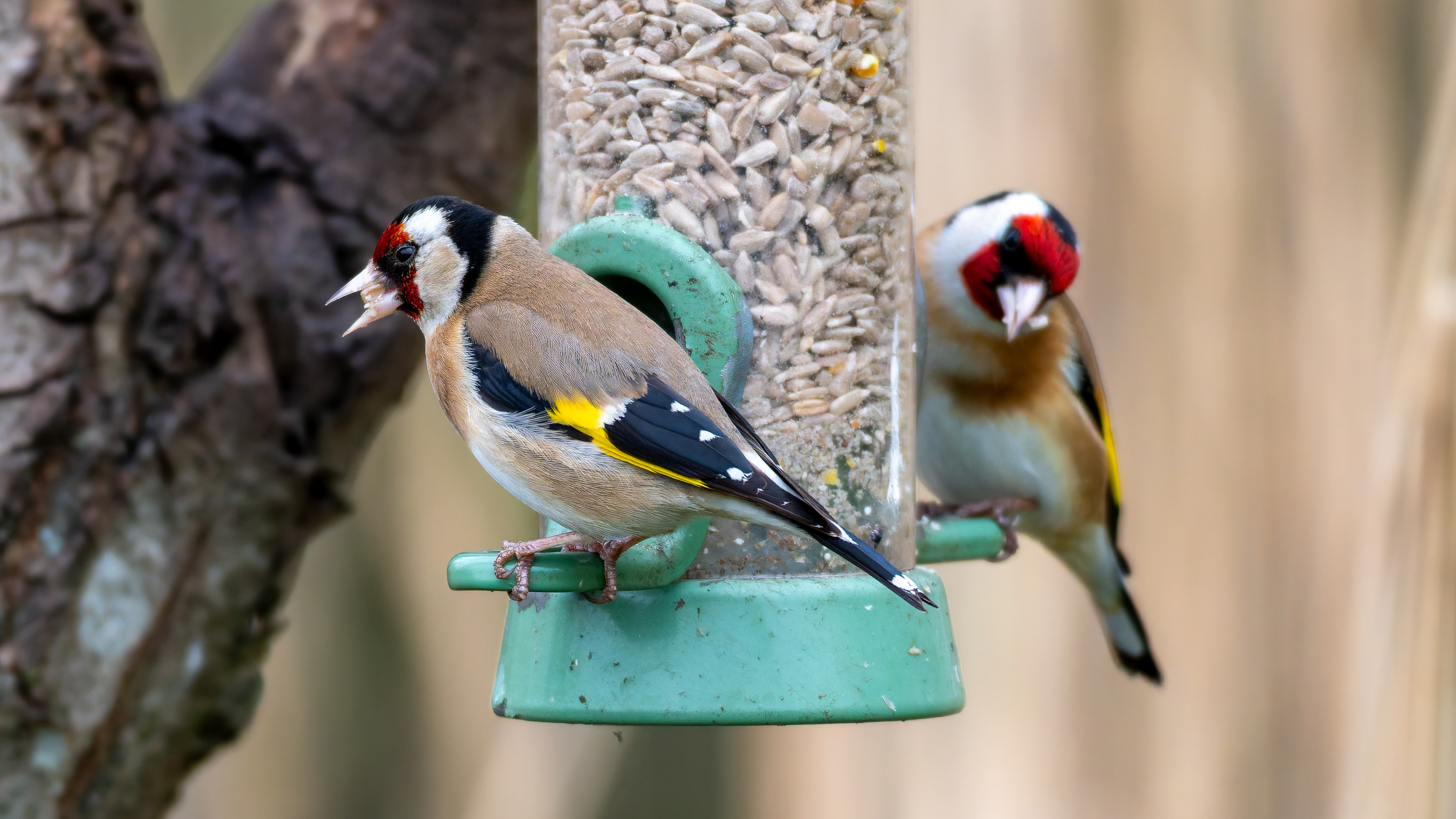 Goldfinch