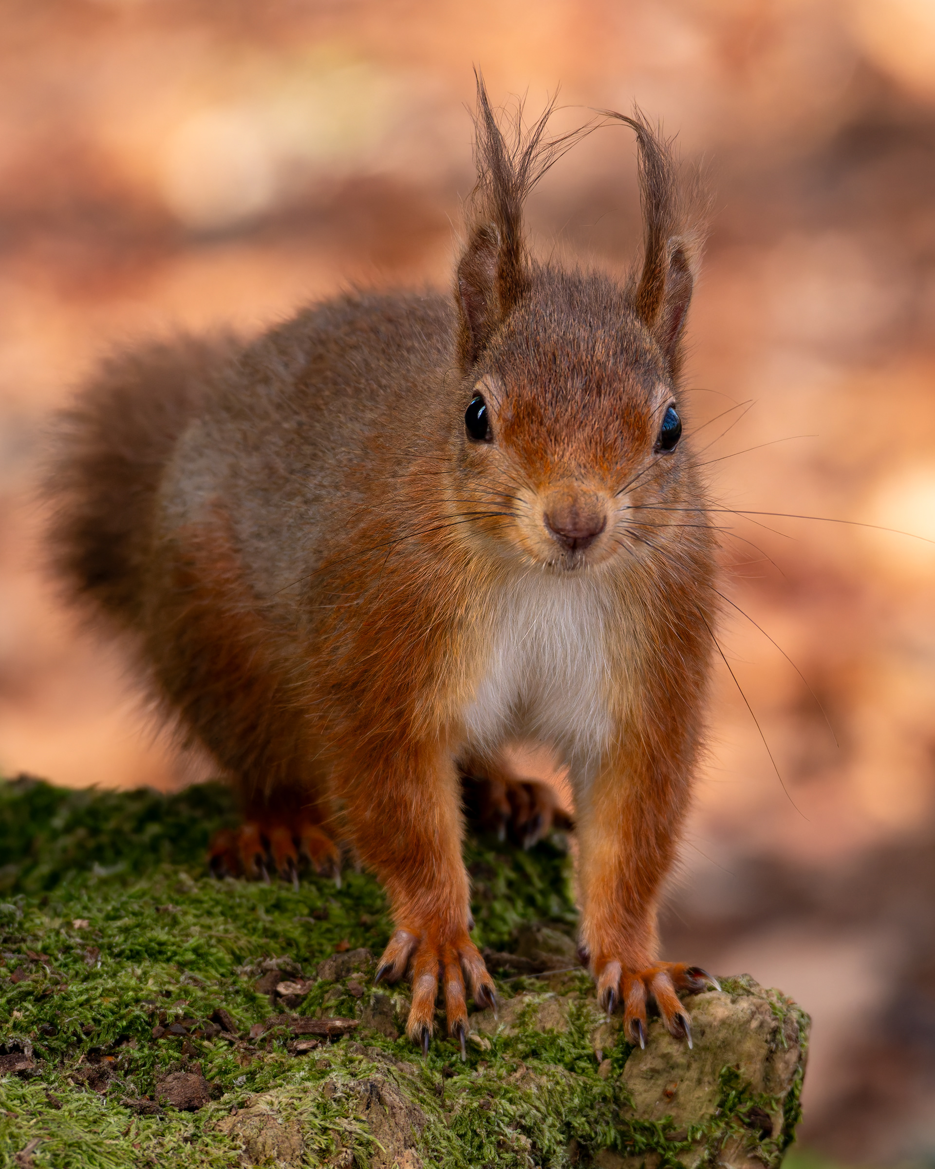 Red Squirrel