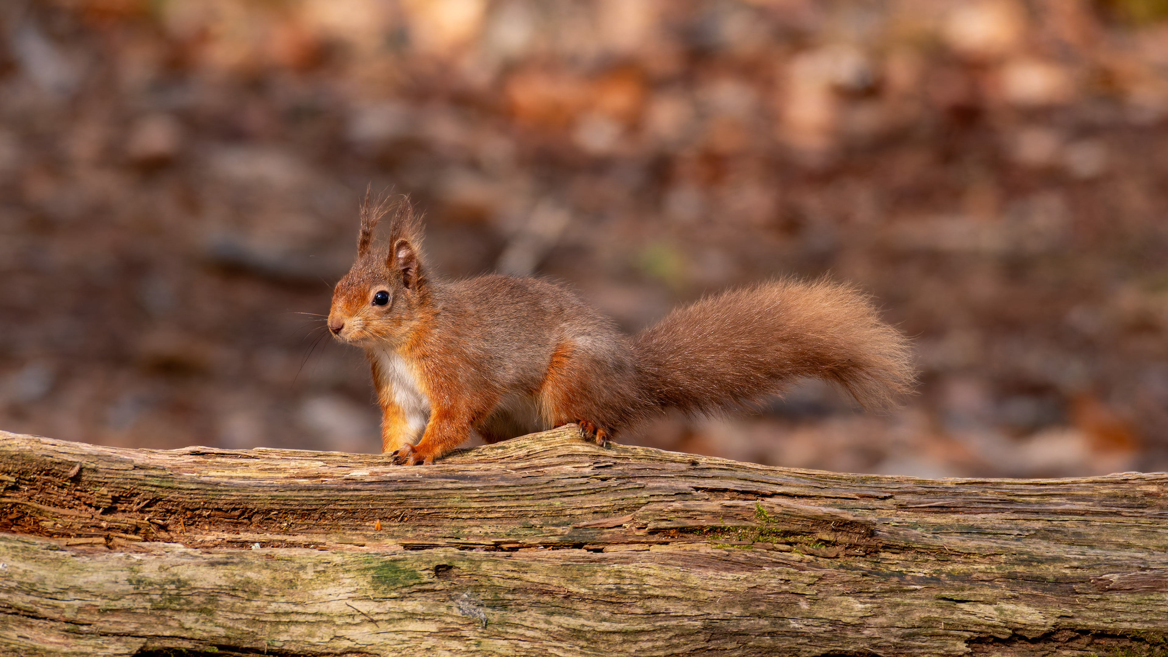 Red Squirrel