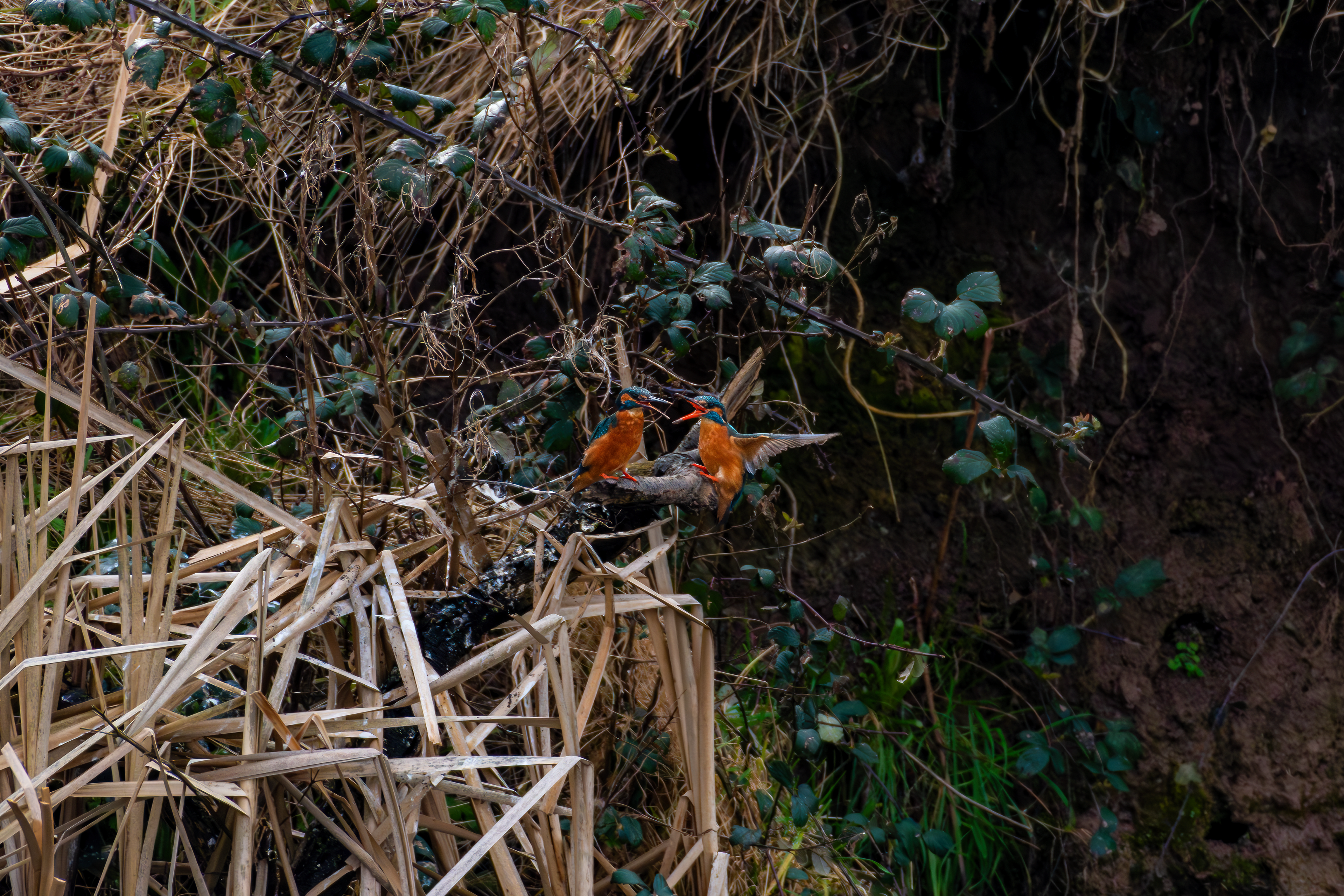 Common Kingfishers (Male & Female)