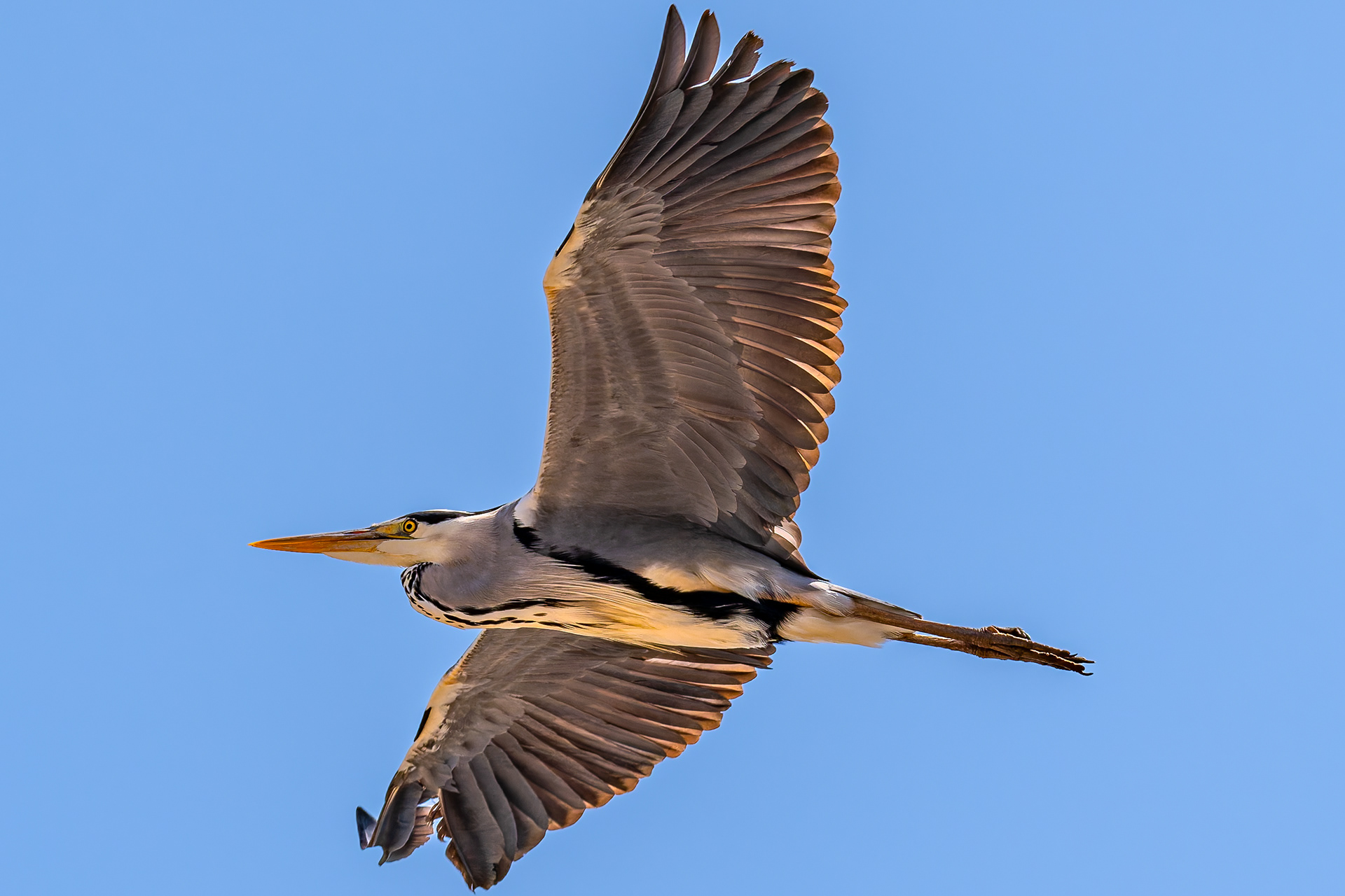 Gray Heron