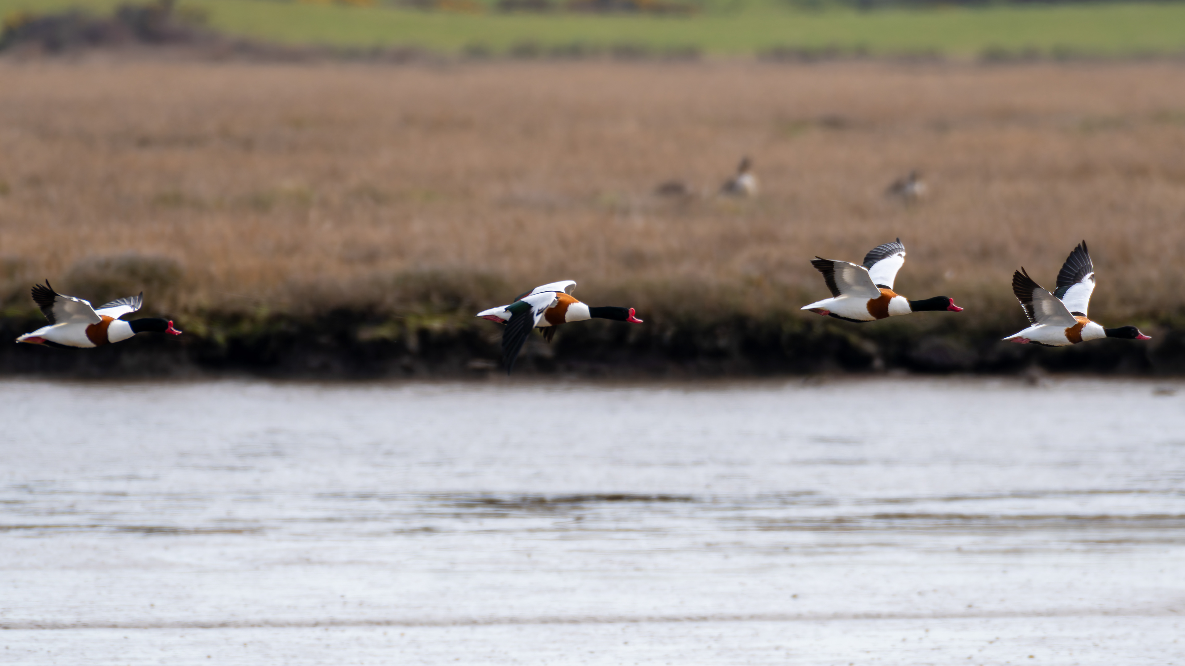 Shellducks