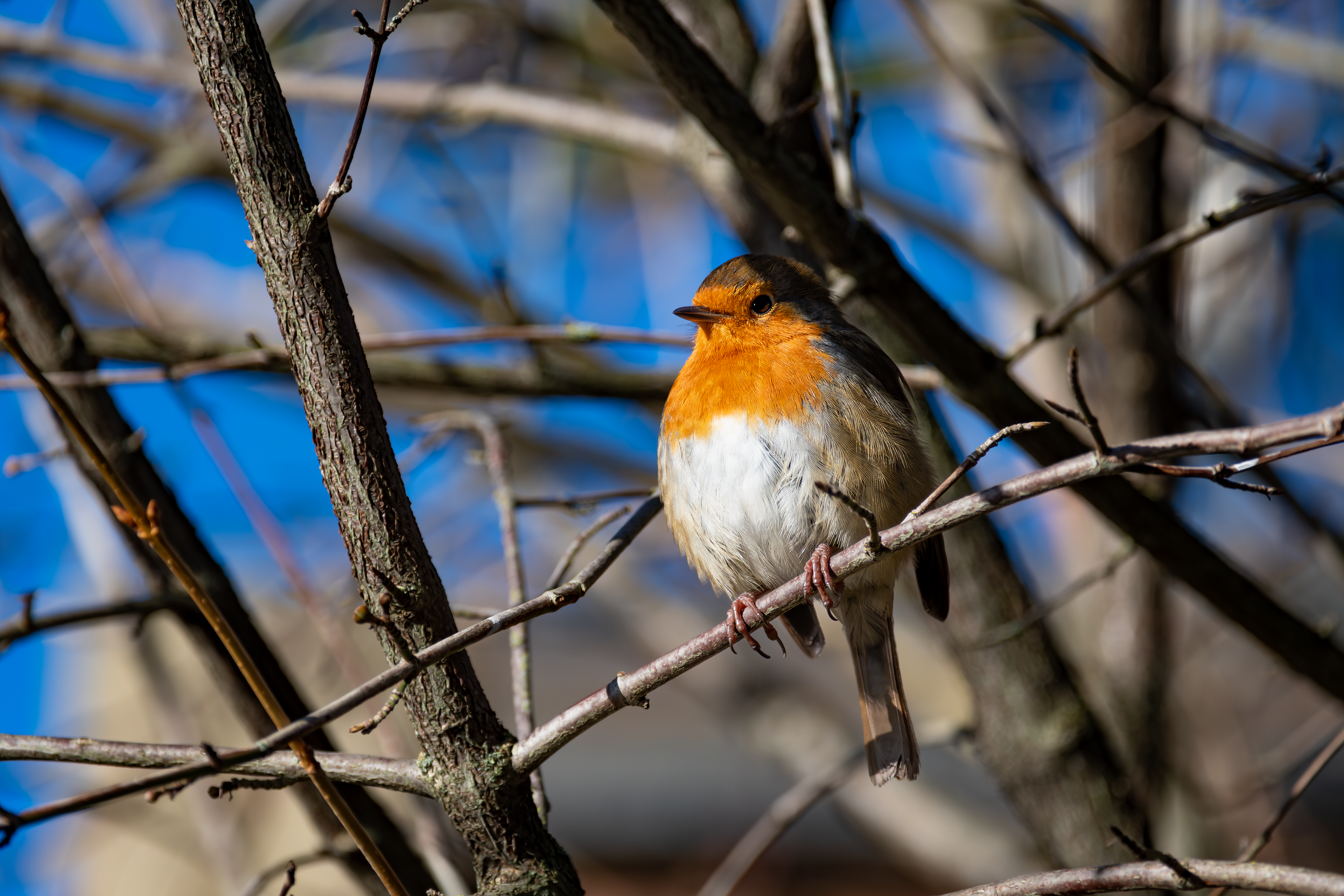 Robin