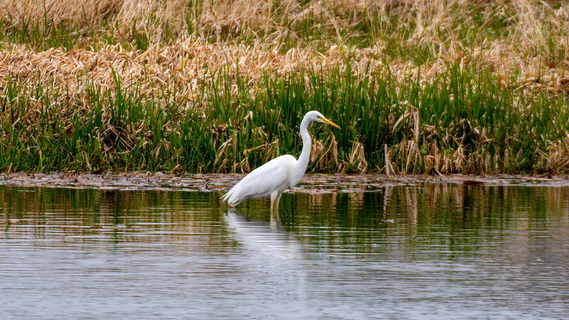 Great Egret