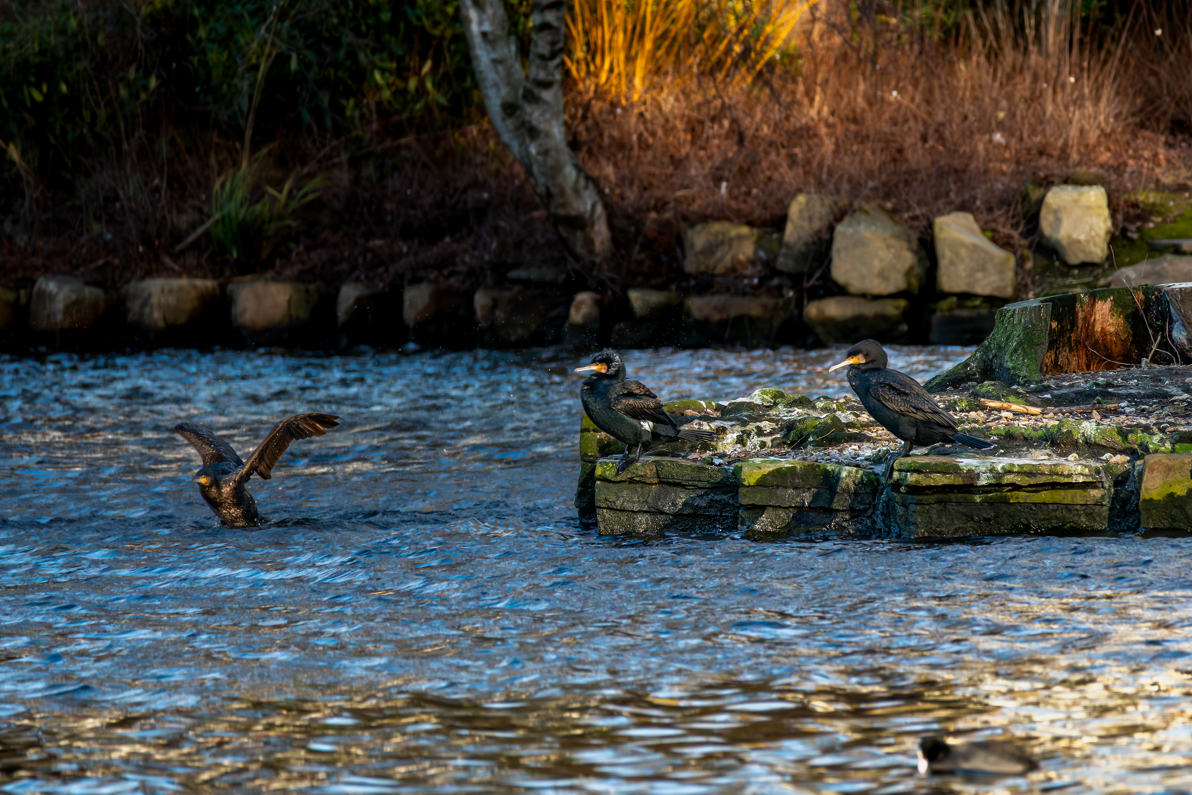 Great Cormorants
