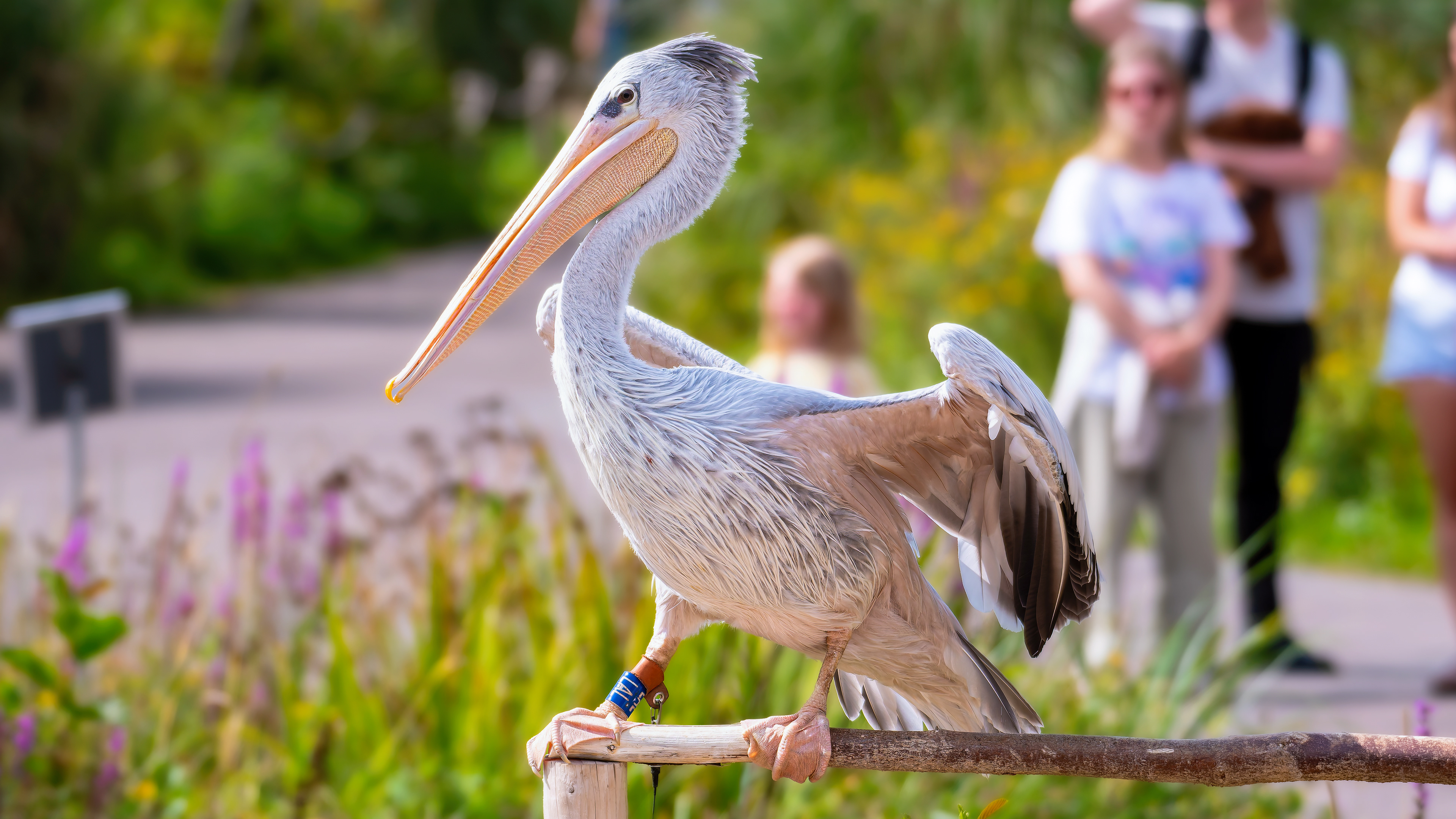 Pelican 'Sprout'