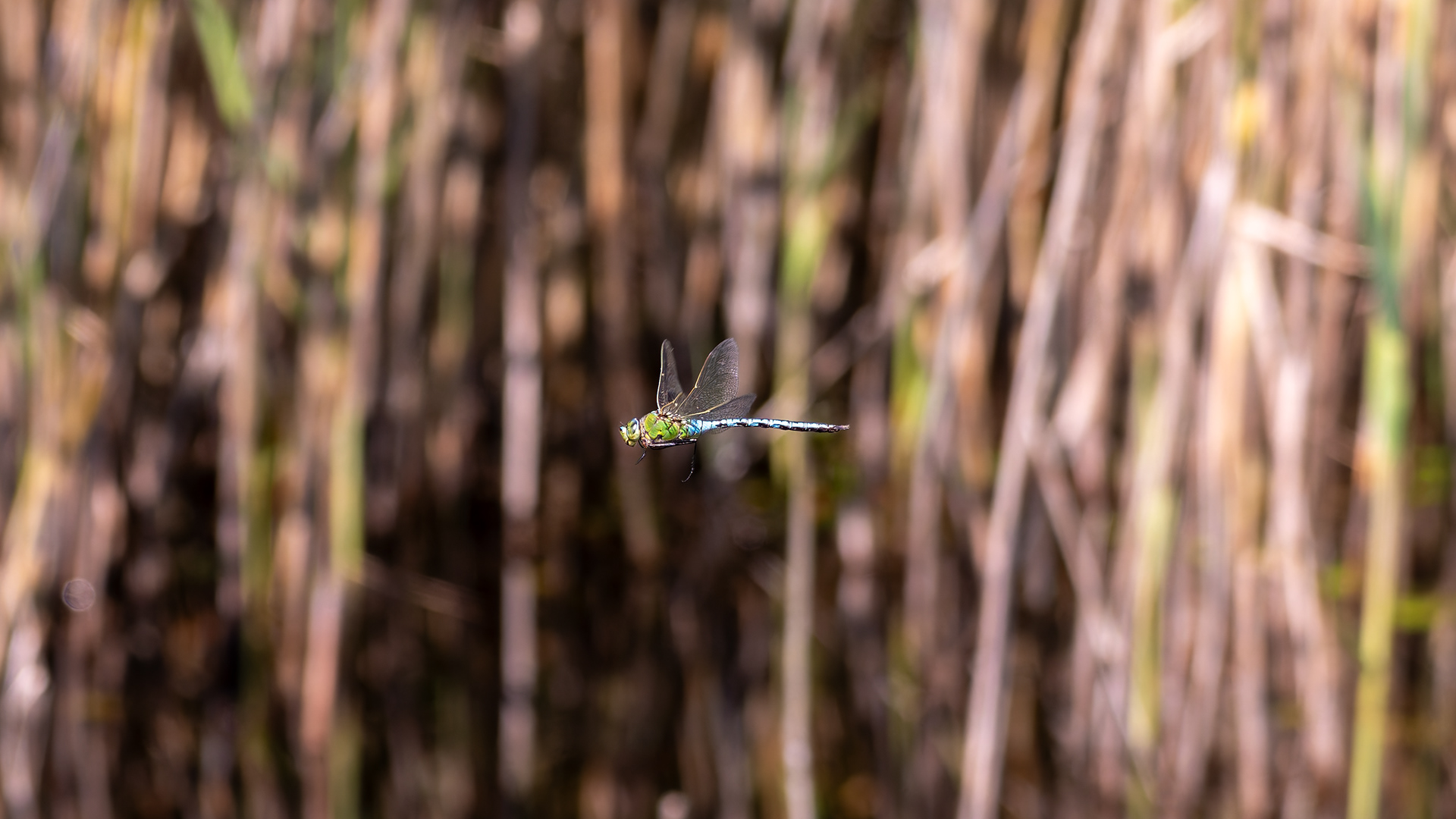 Dragonfly