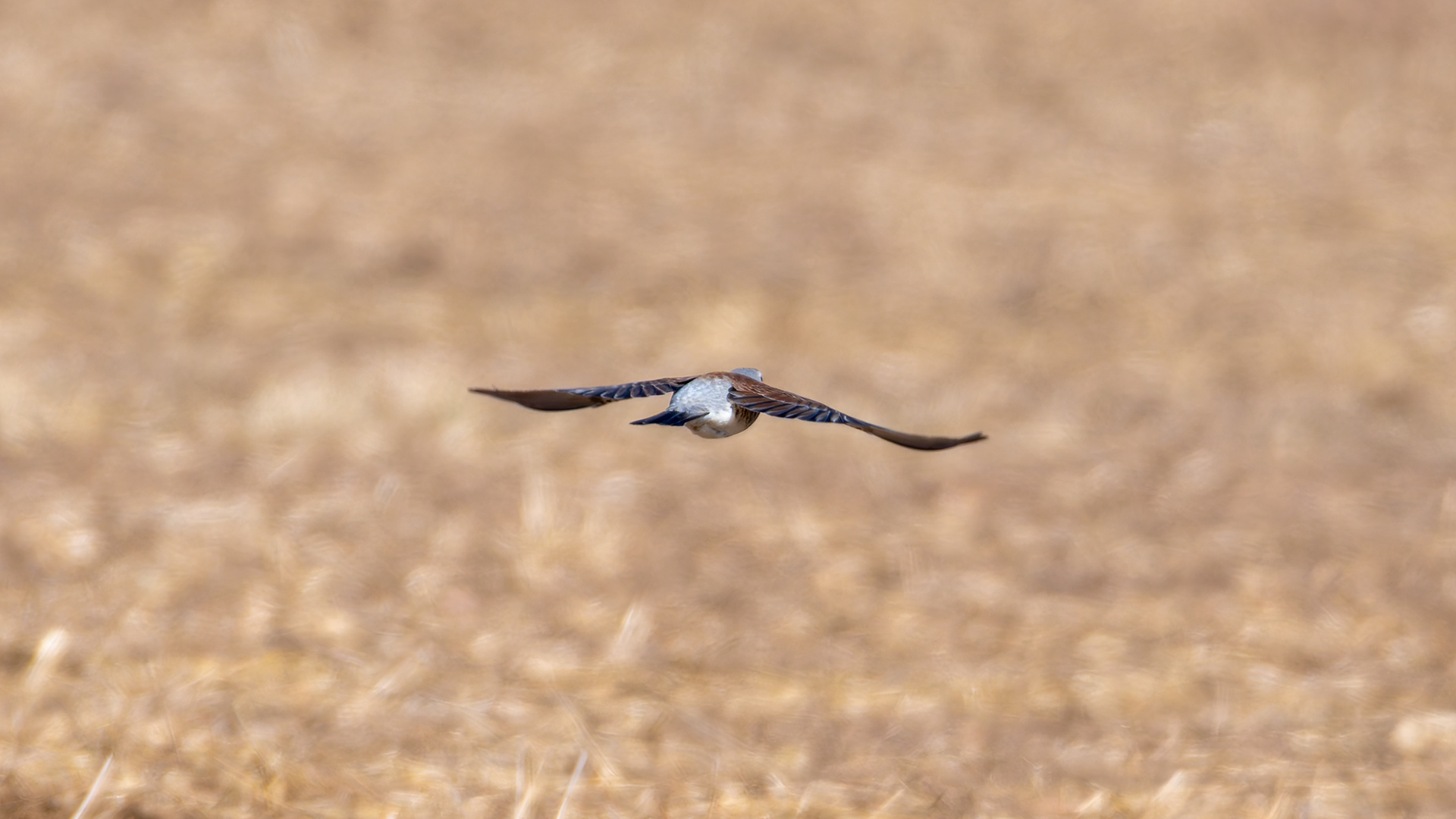 Fieldfare