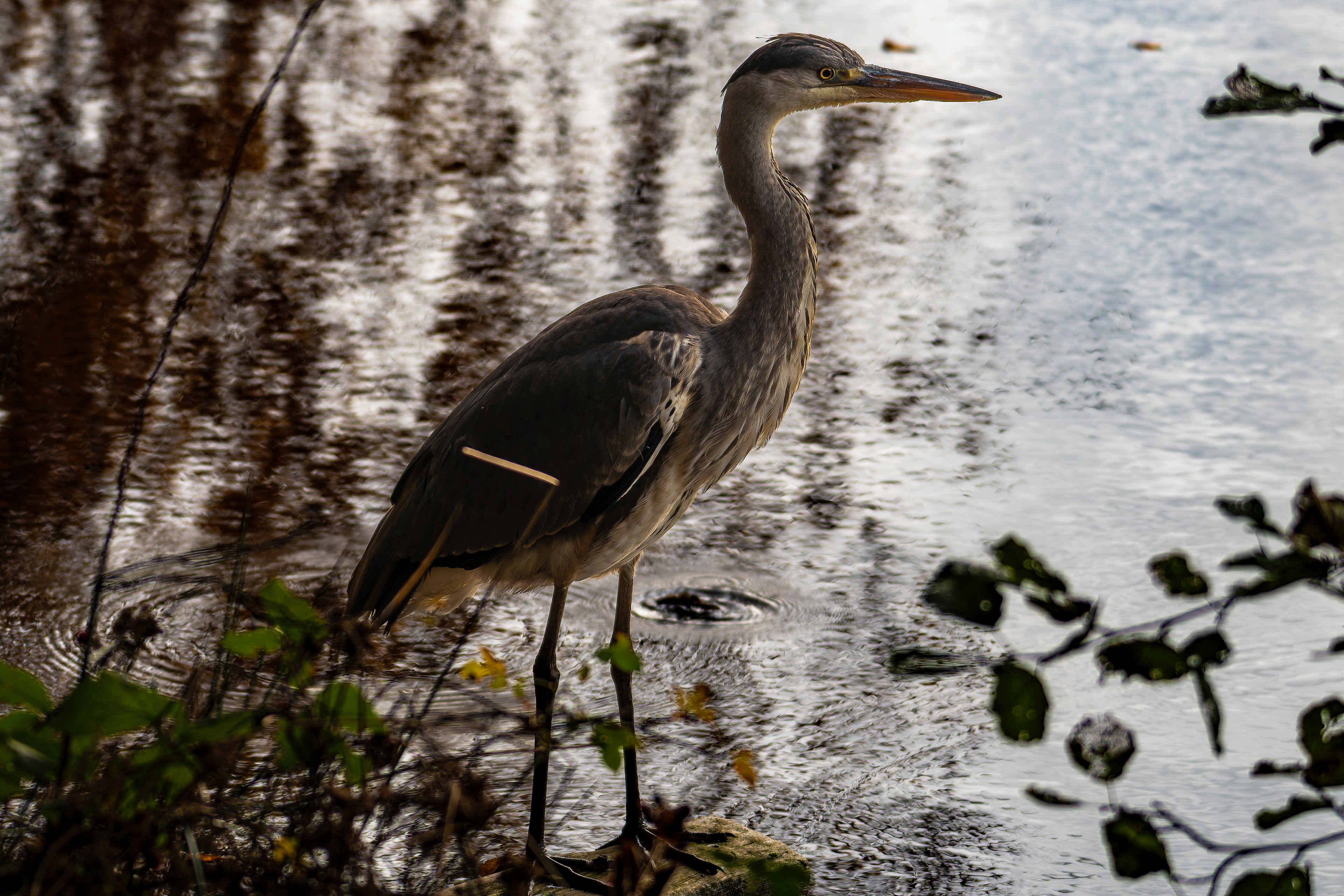 Grey Heron