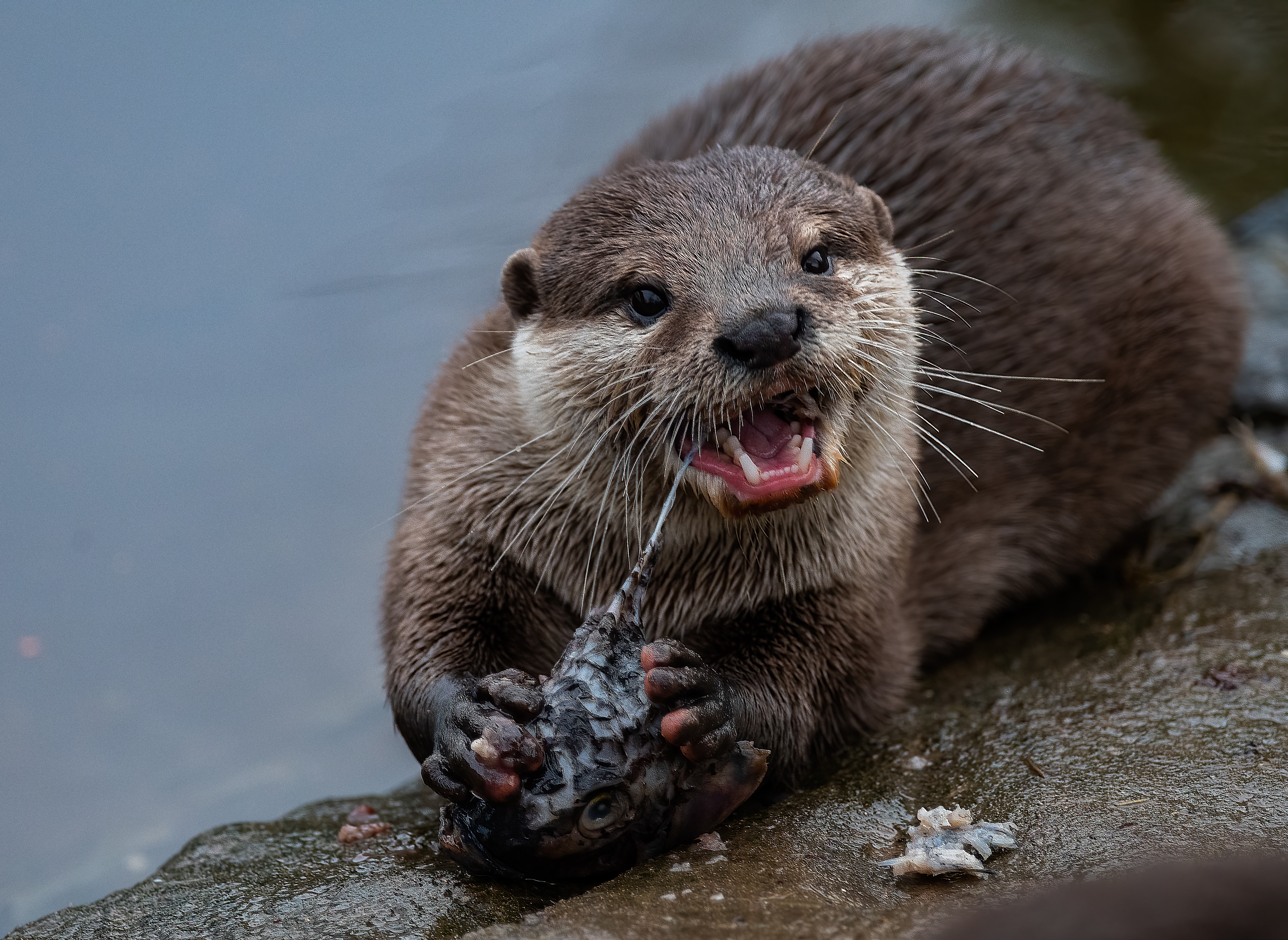 Asian Short Clawed Otter