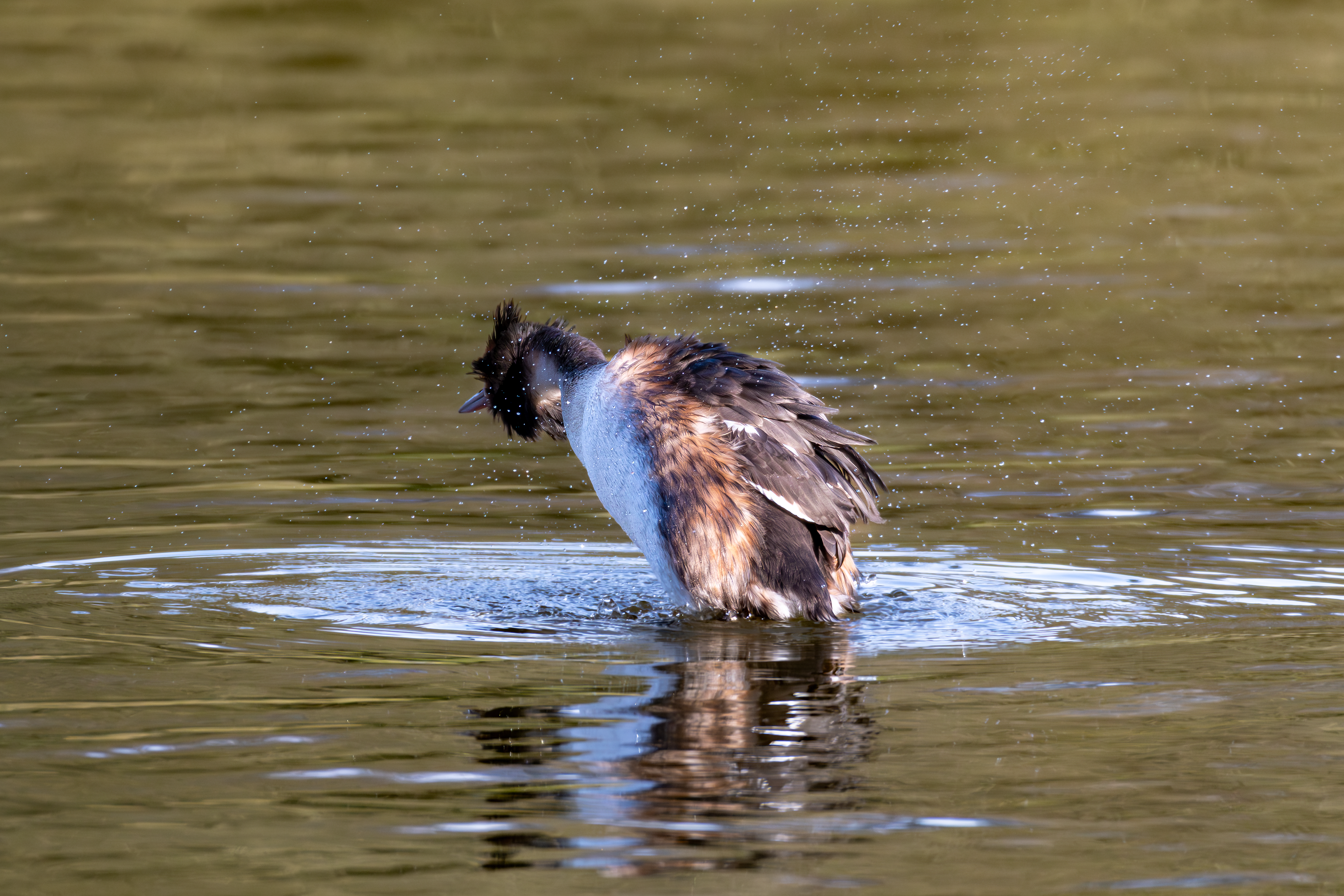 Great Crested Grebe