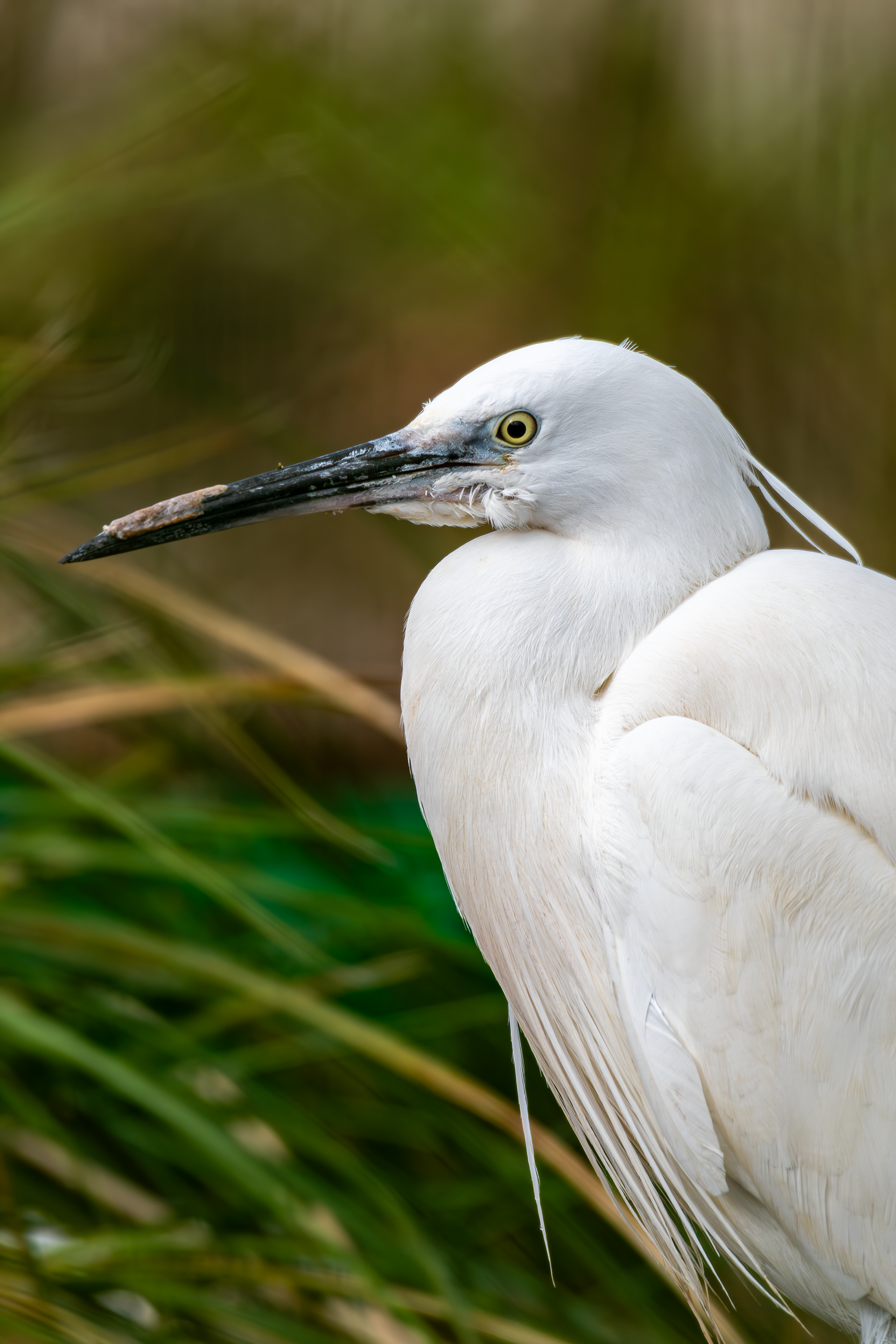 Little Egret