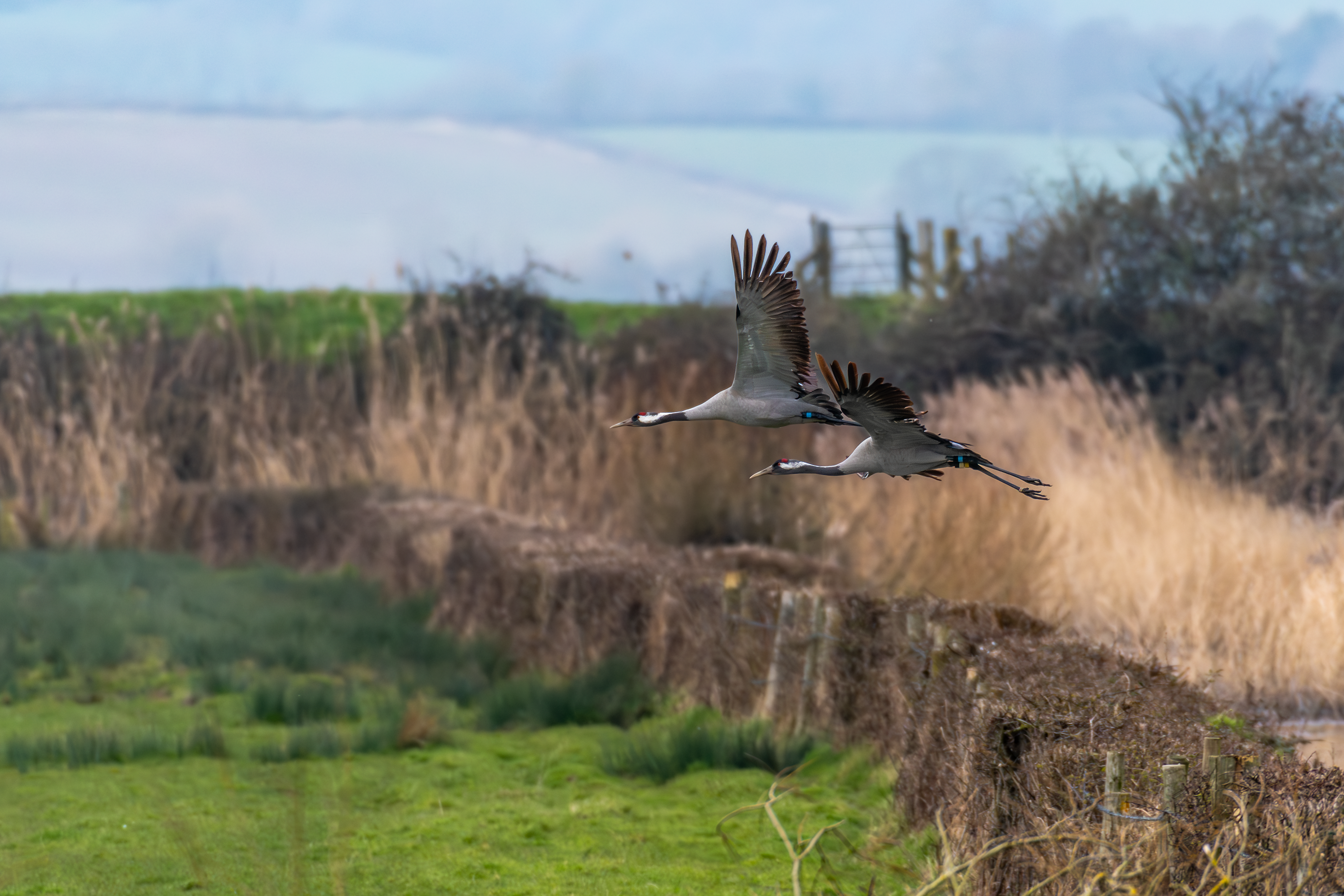 Common Crane