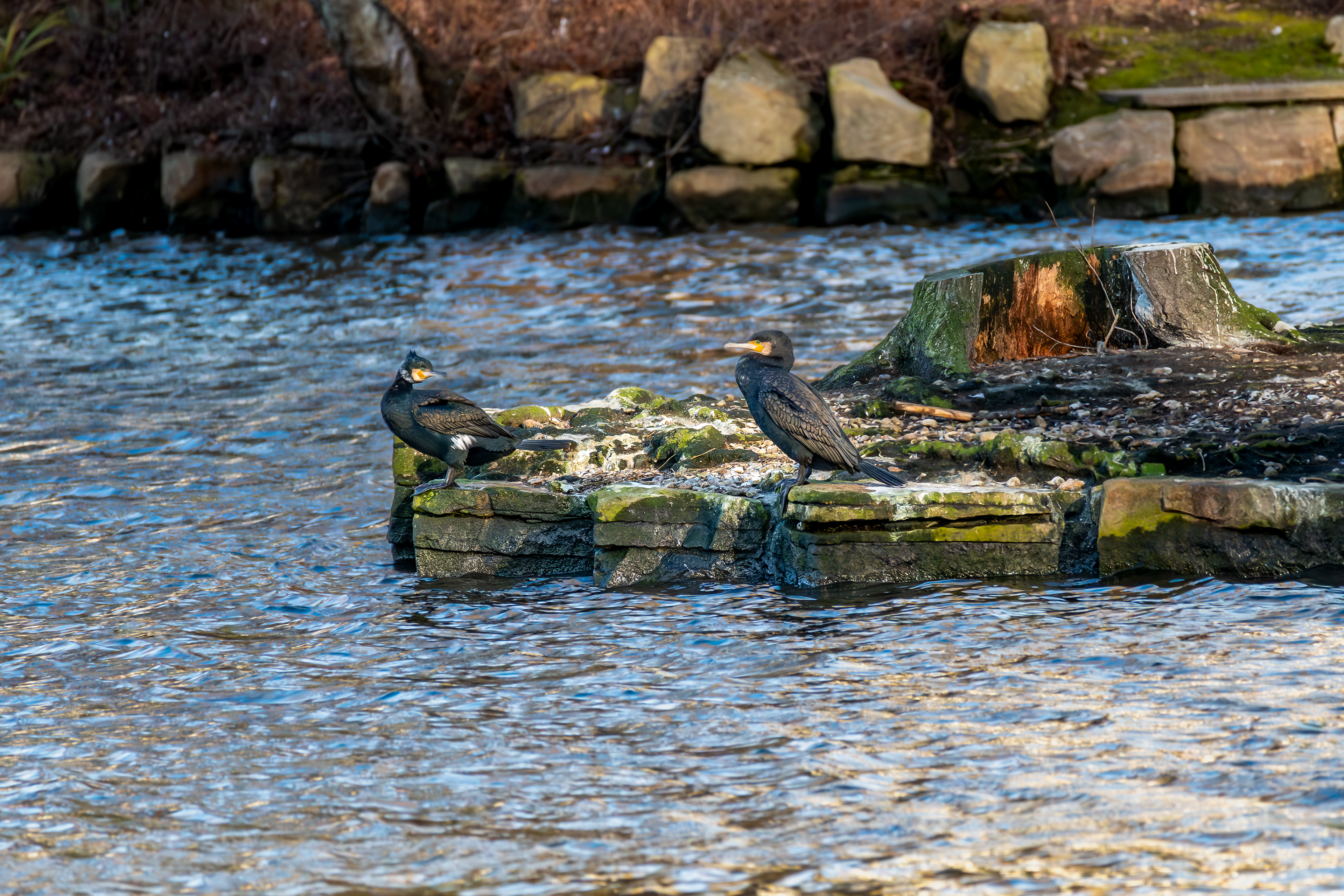 Great Cormorants