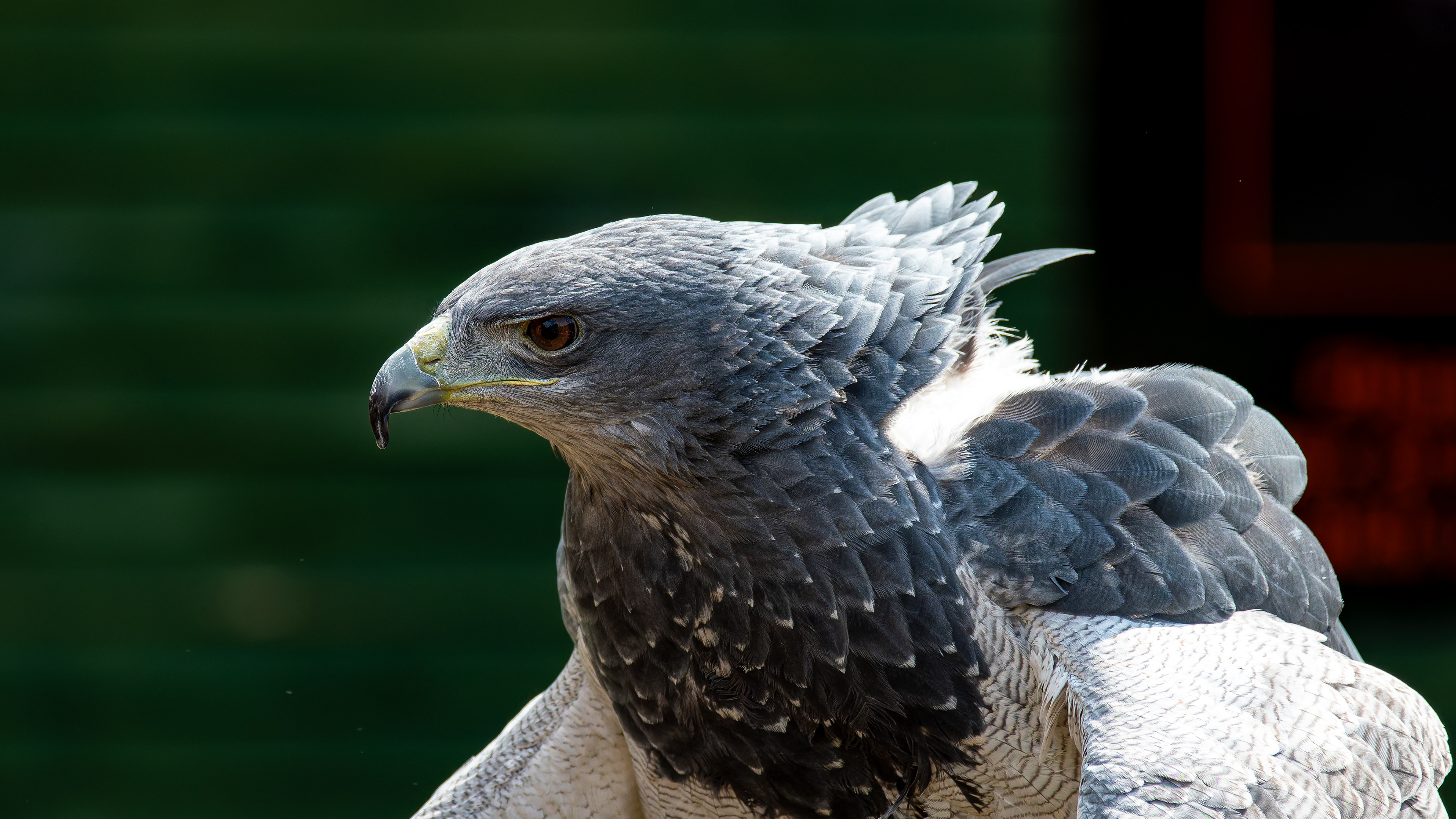 Black-Chested Buzzard-Eagle