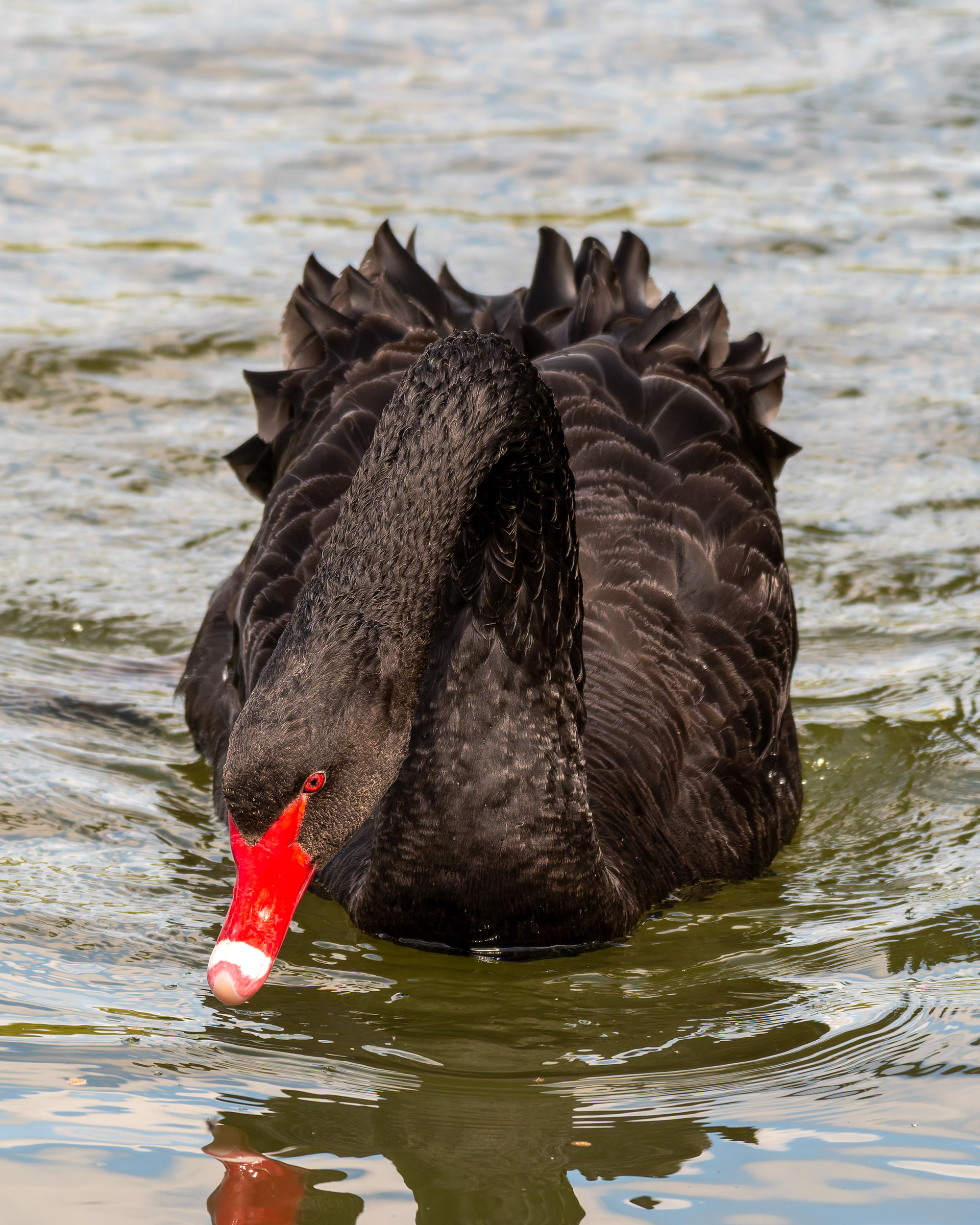 Black Swan