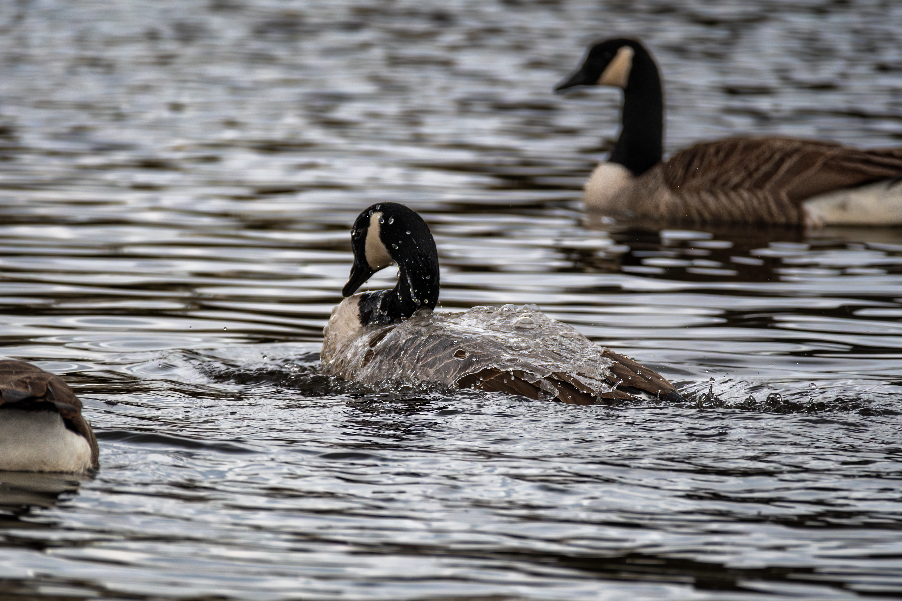 Canada Geese