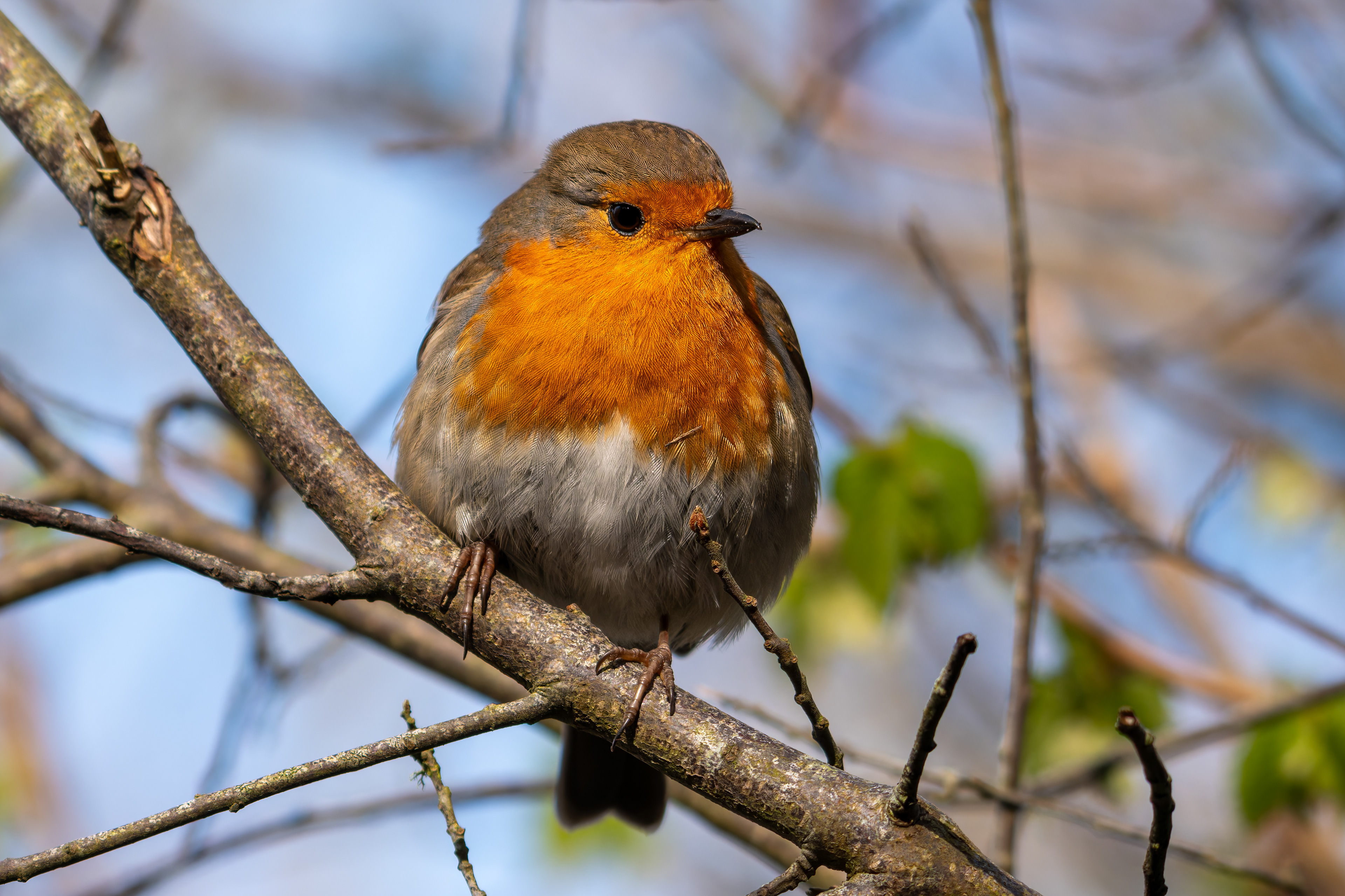 Robin