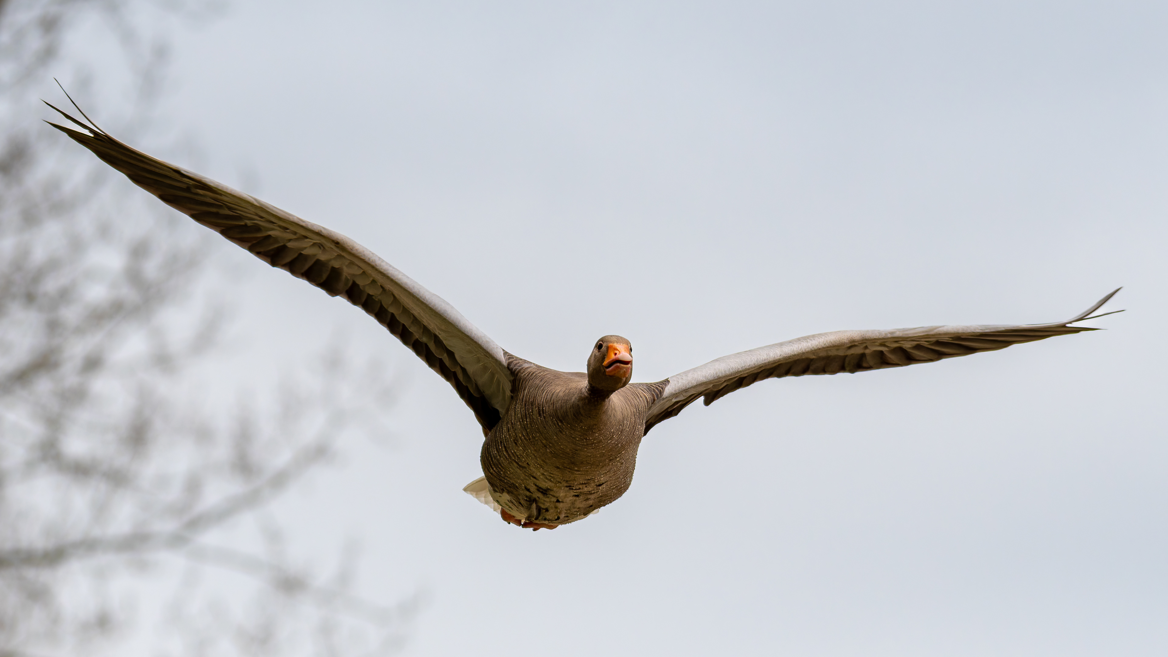 Greylag Goose