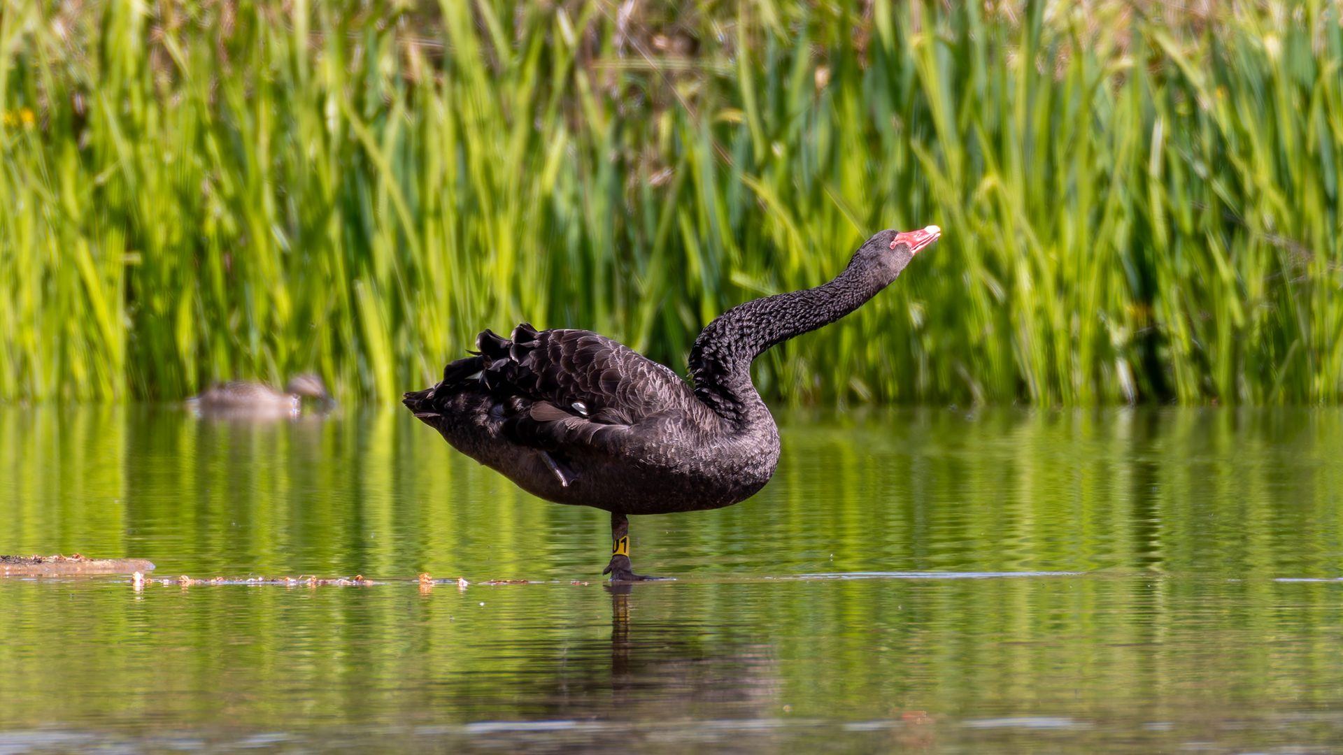 Black Swan