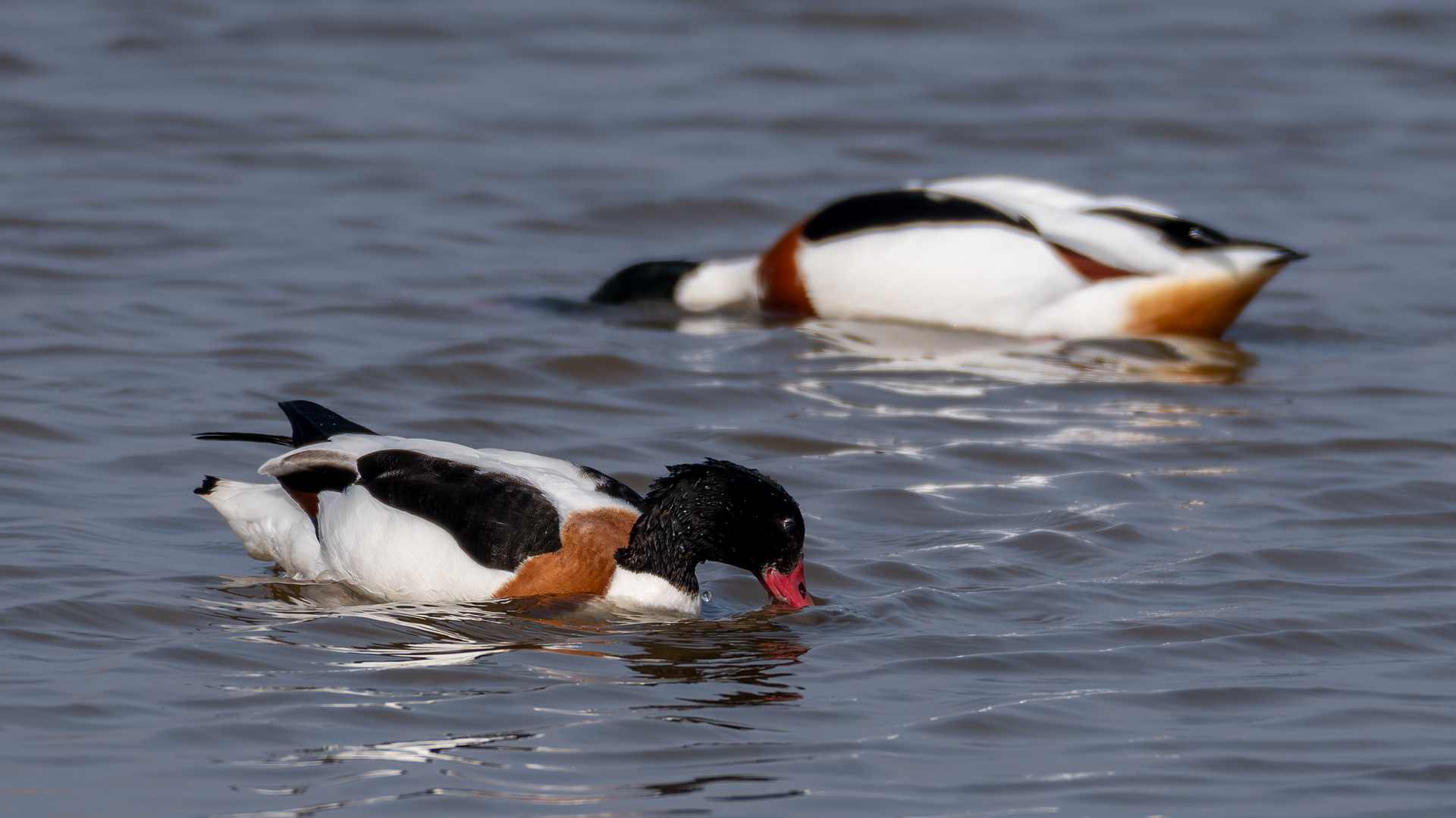Shelduck