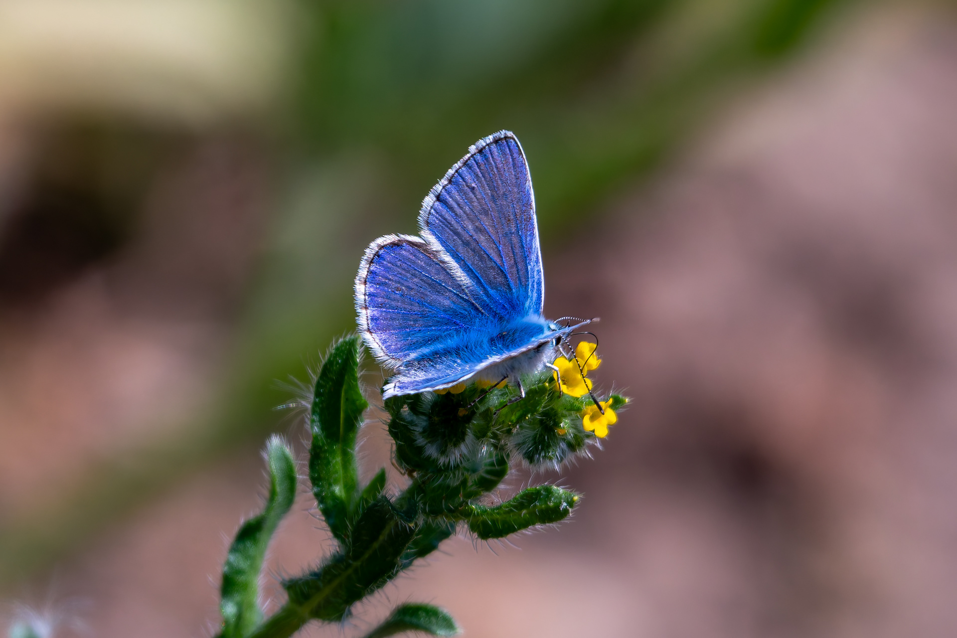 Common Blue (Butterfly)