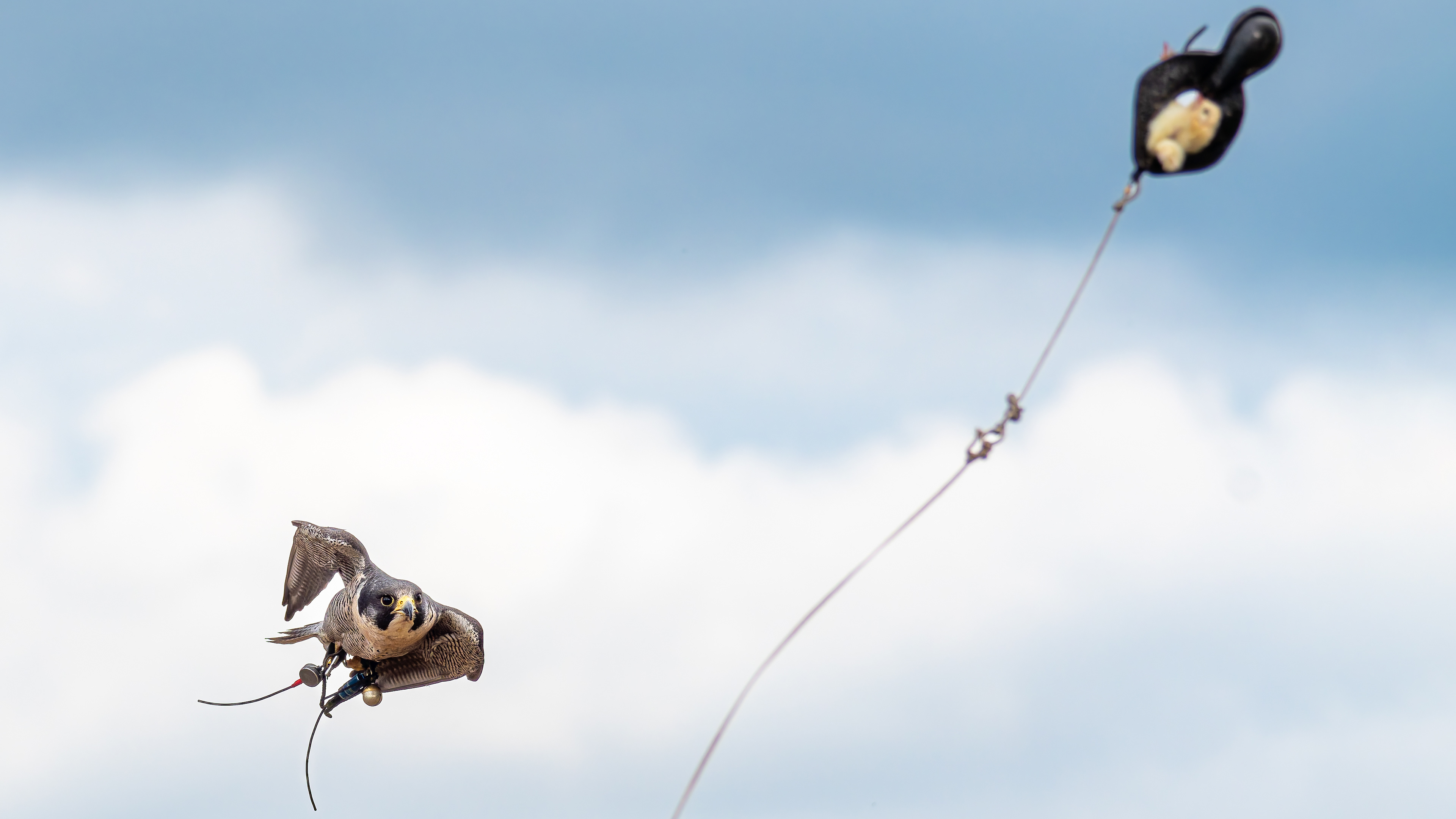 Peregrine Falcon