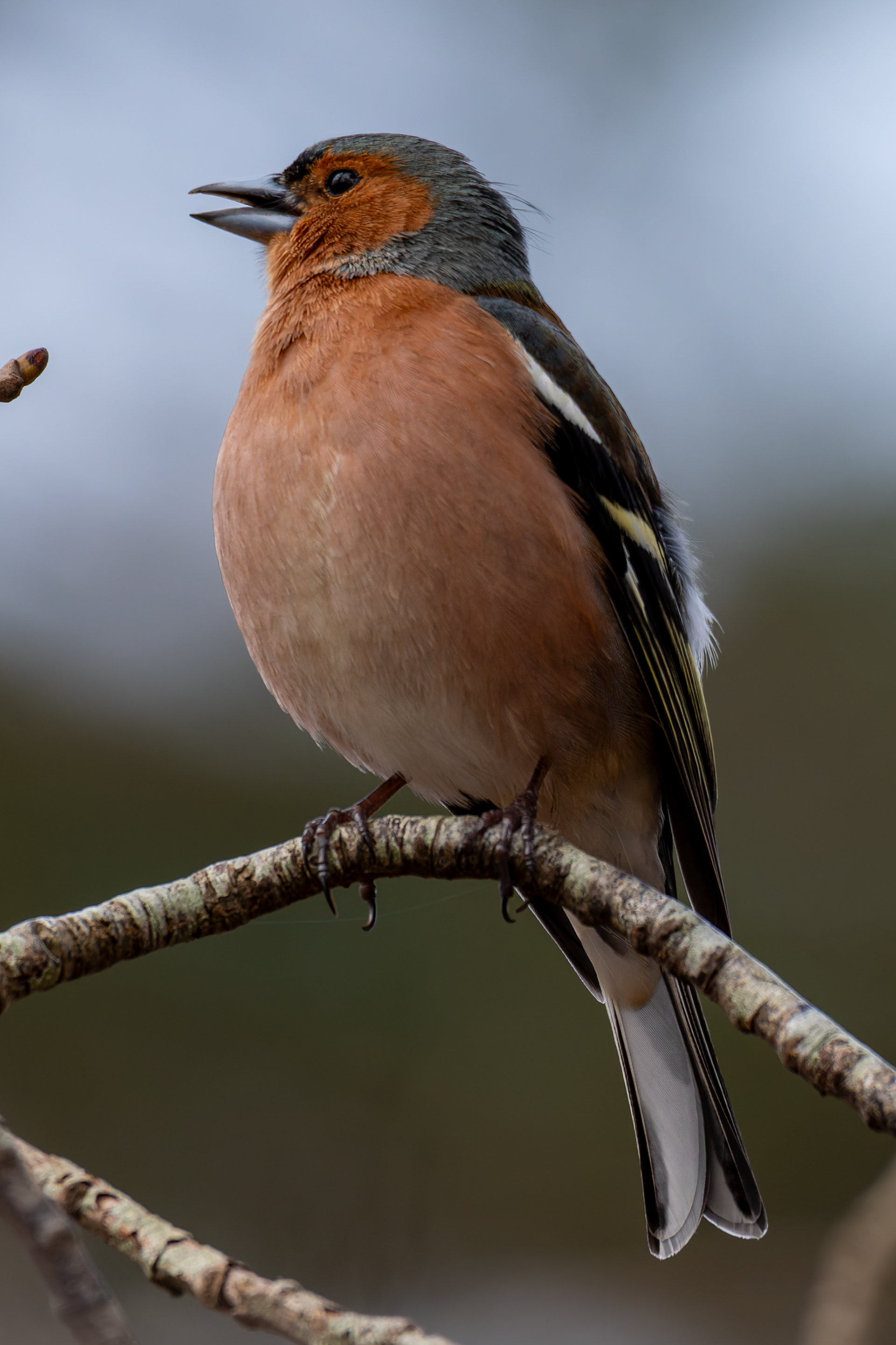 Chaffinch