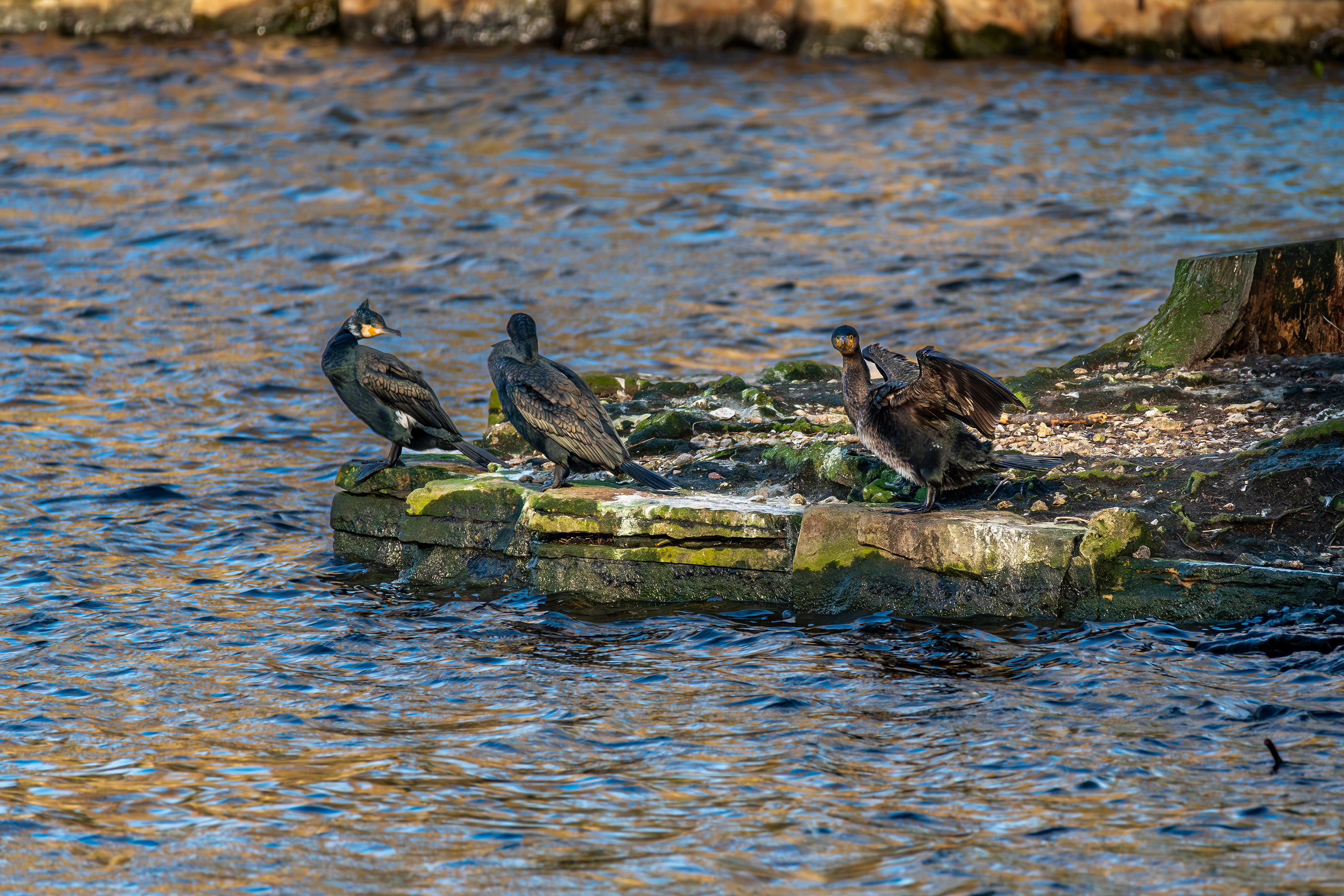 Great Cormorants