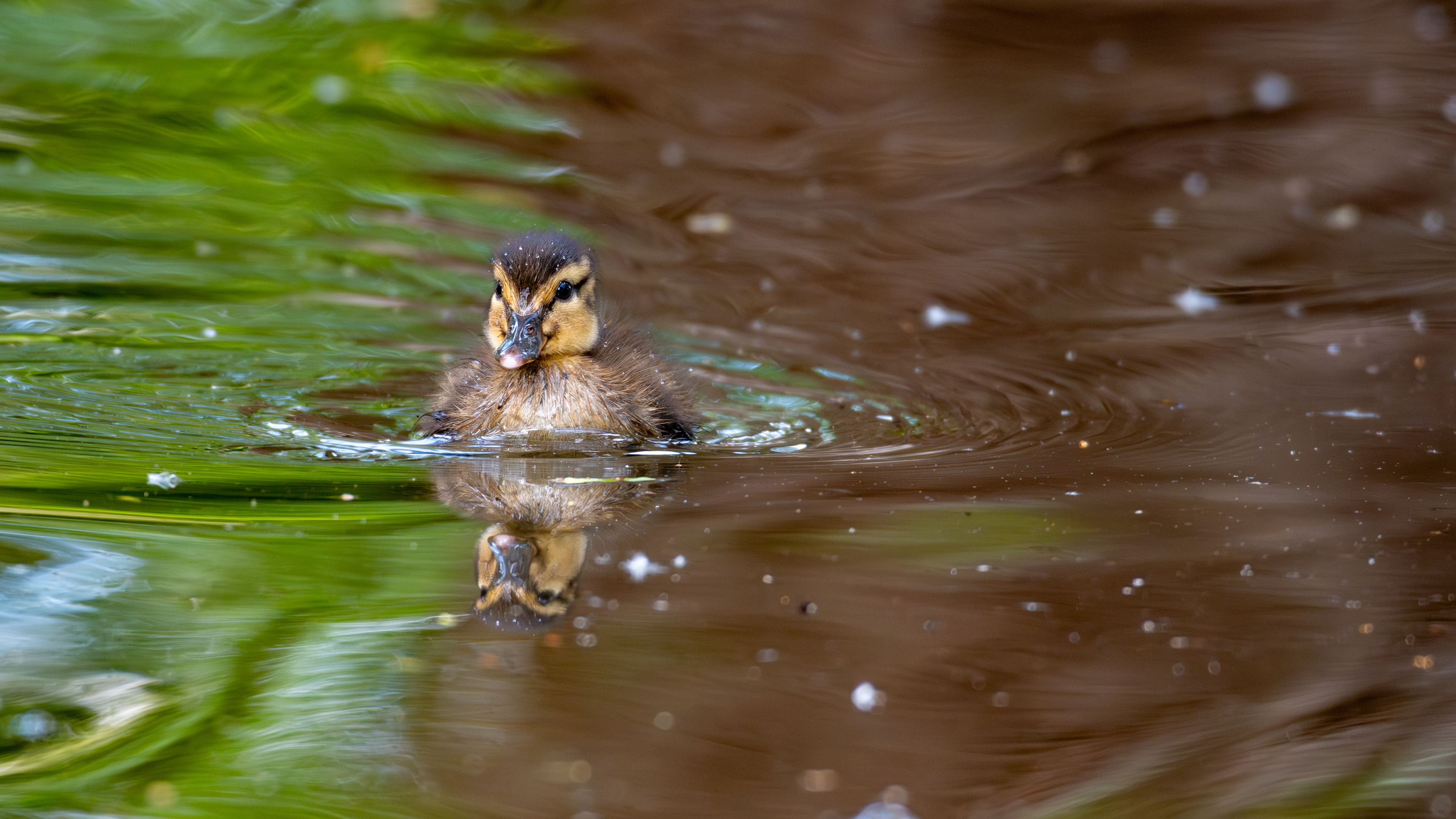 Mallard Duckling