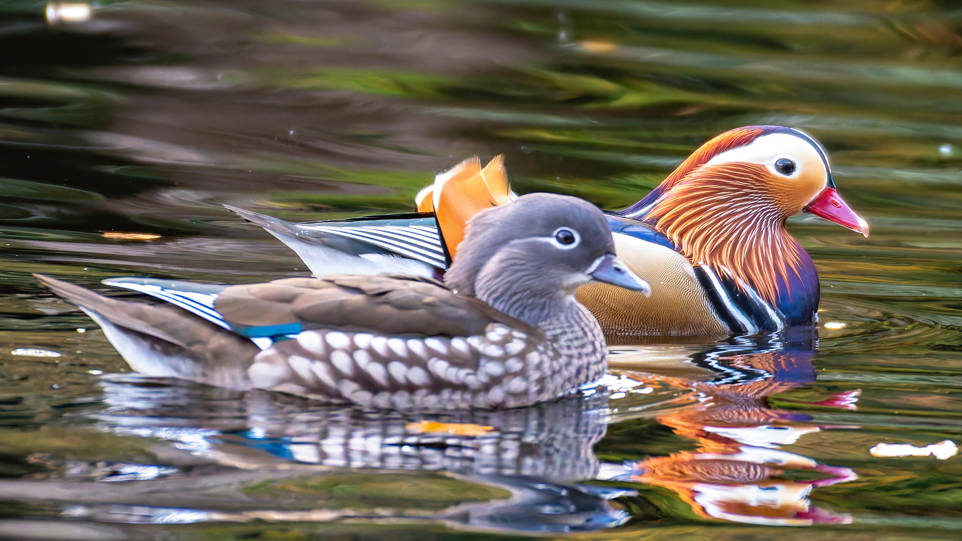 Mandarin Ducks