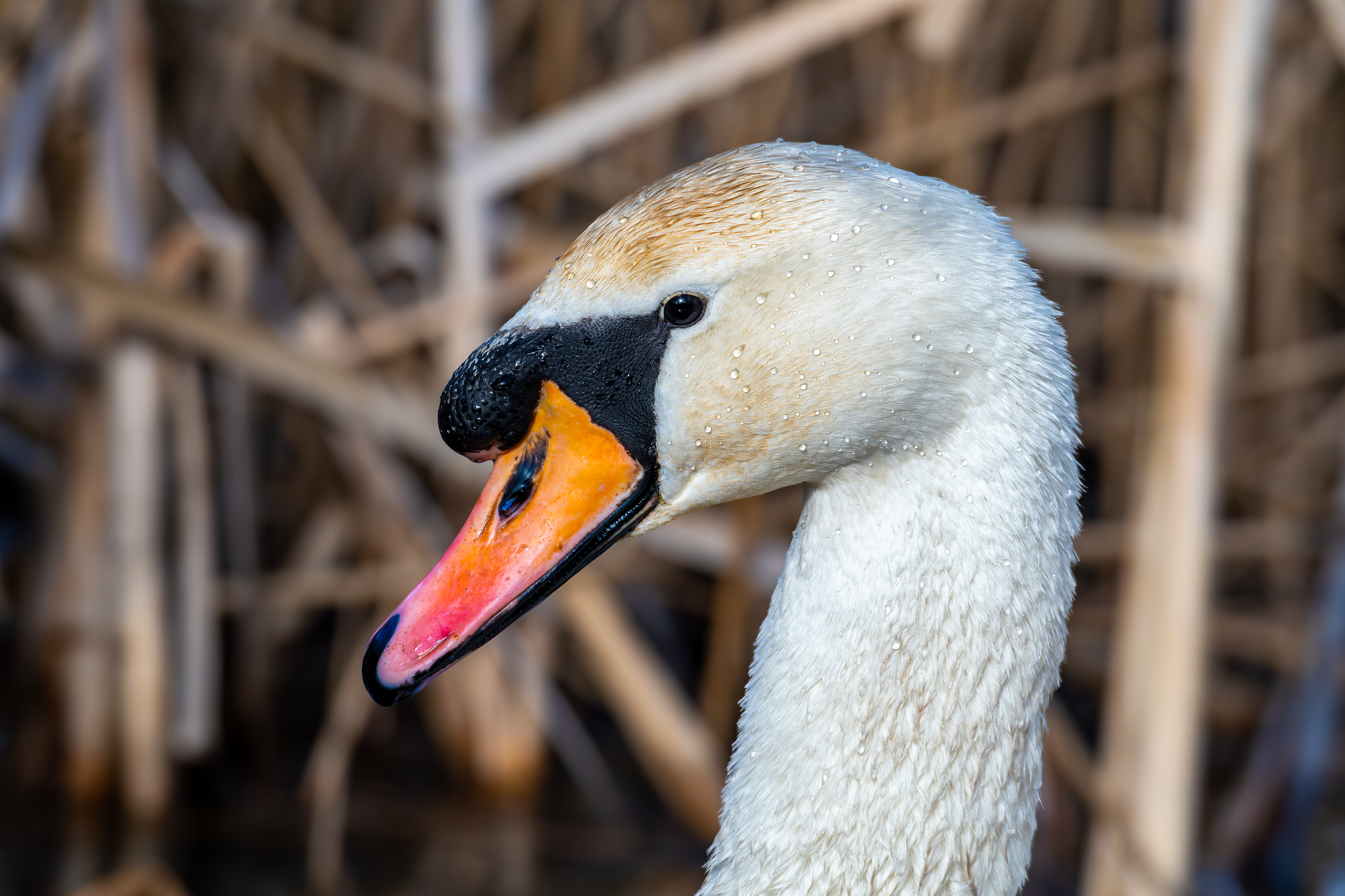 Mute Swan