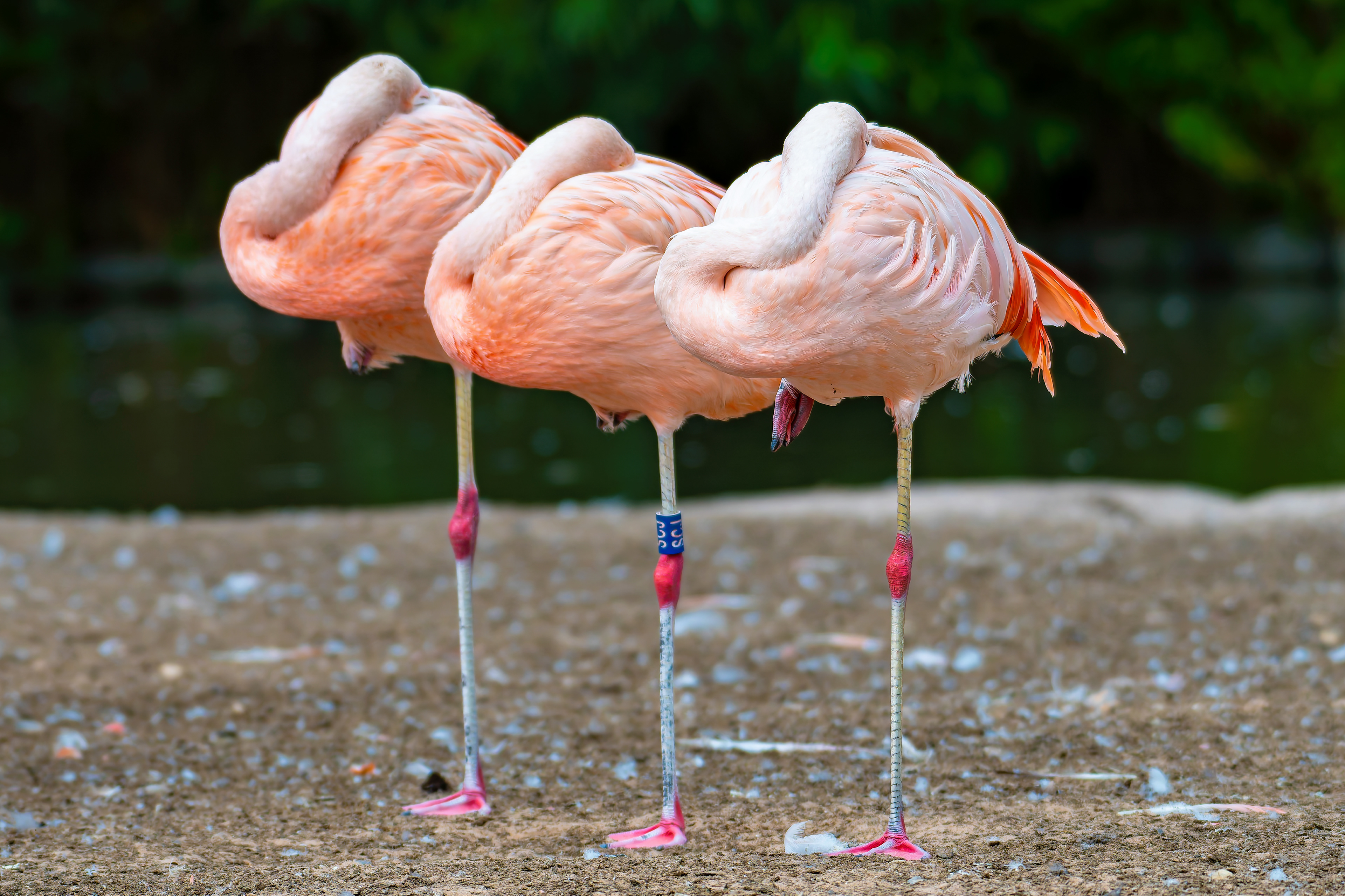 Flamingos