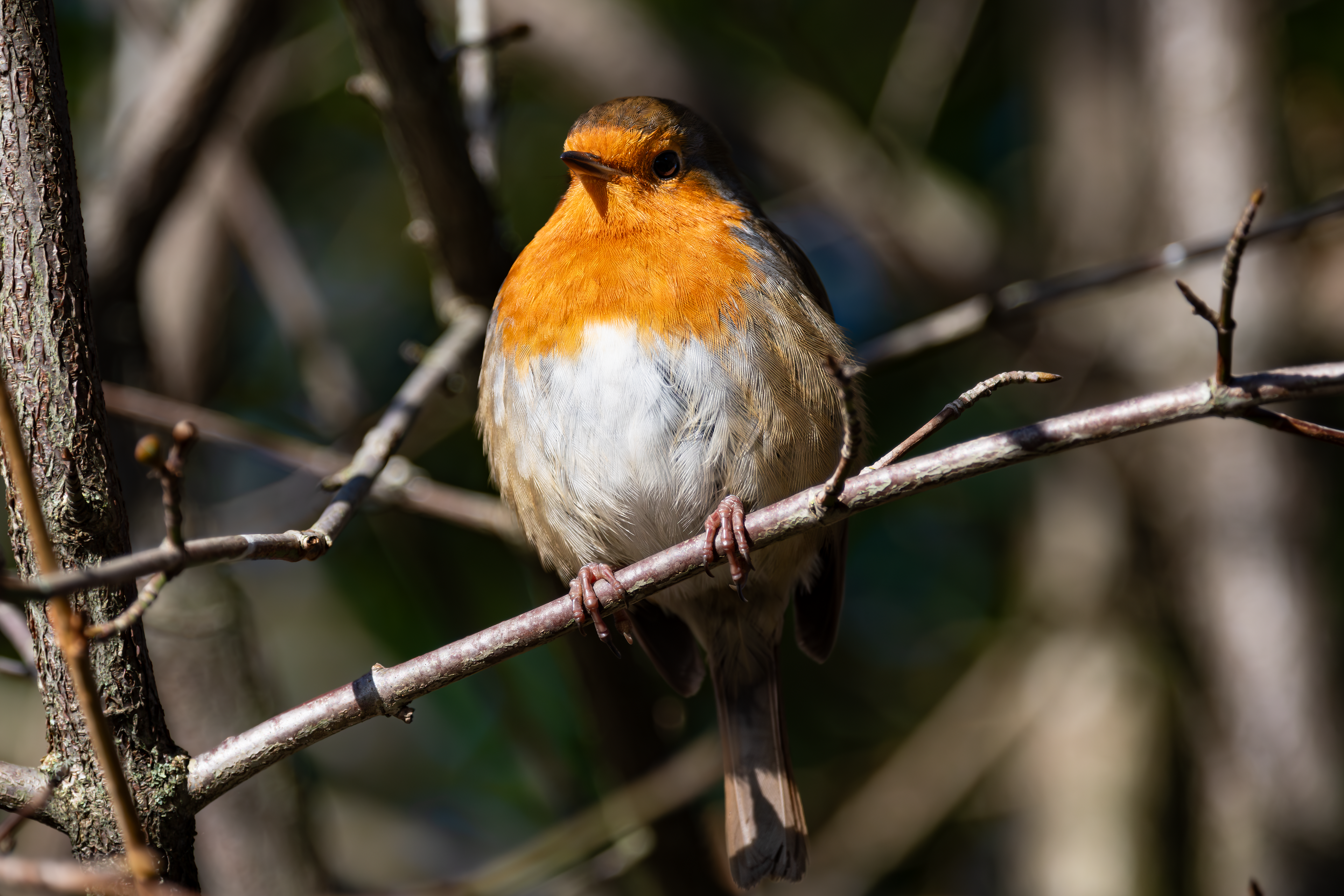 Robin