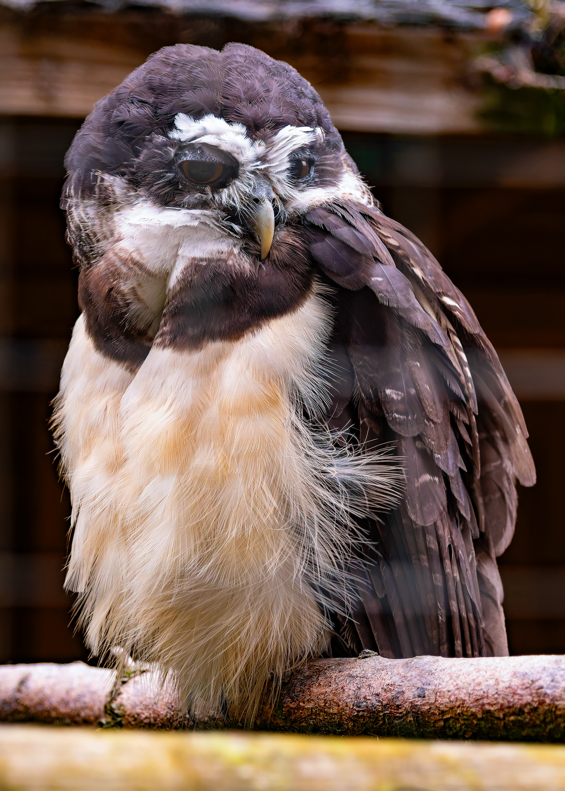 Spectacled Owl