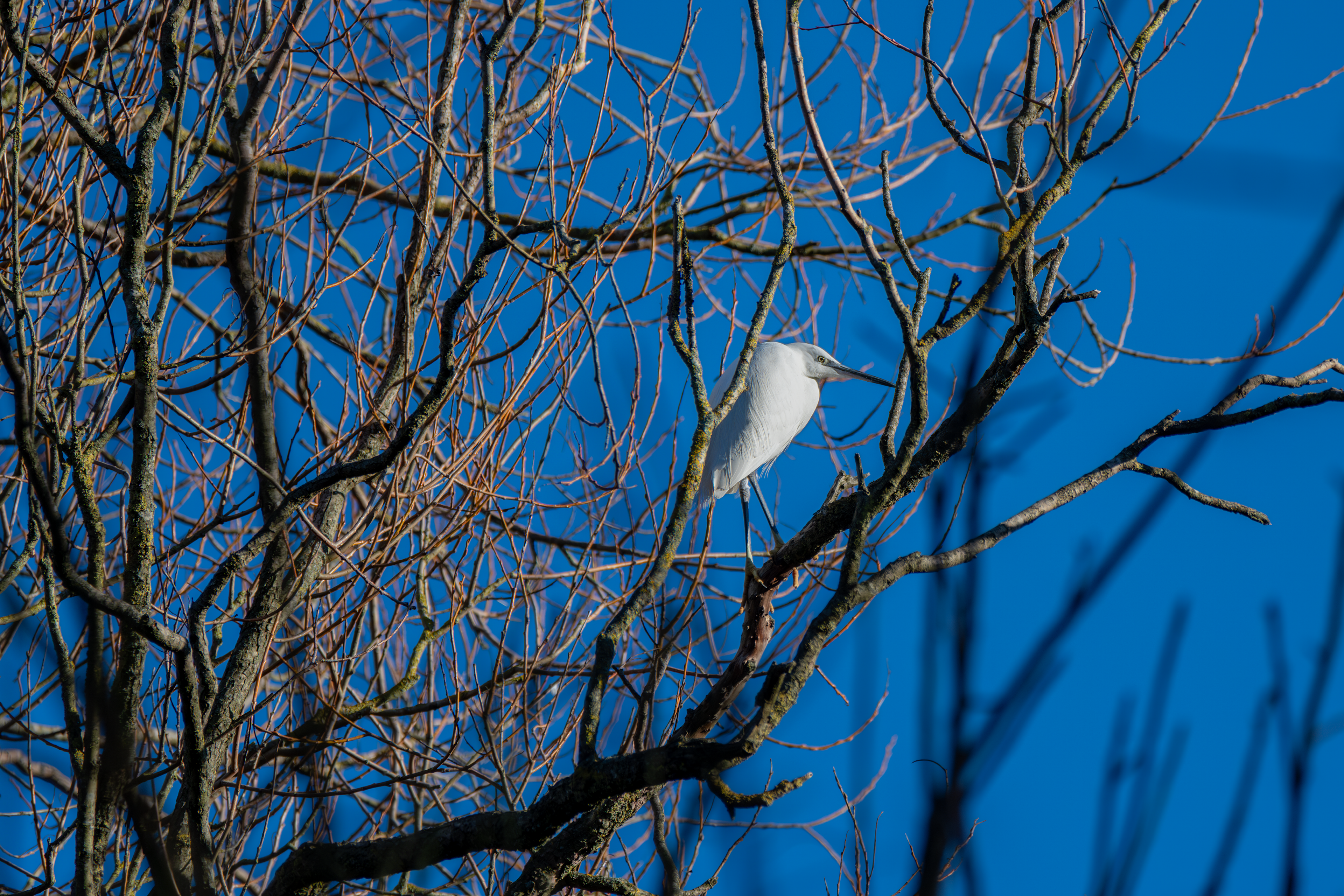 Little Egret