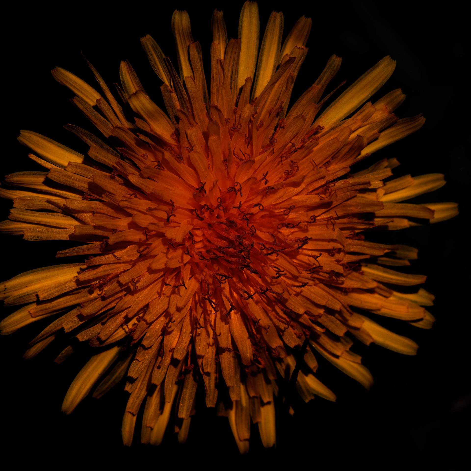 Photos de fleurs sauvages et cultivés ayant subis divers traitements.