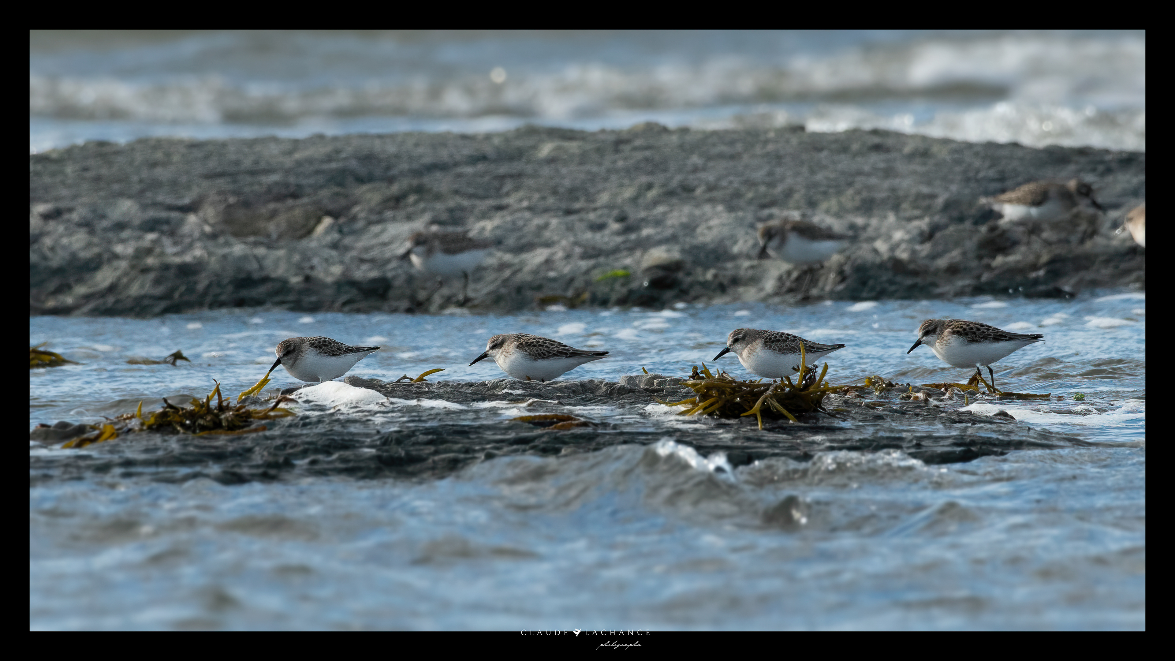 Rentrer dans le rang / Falling in line